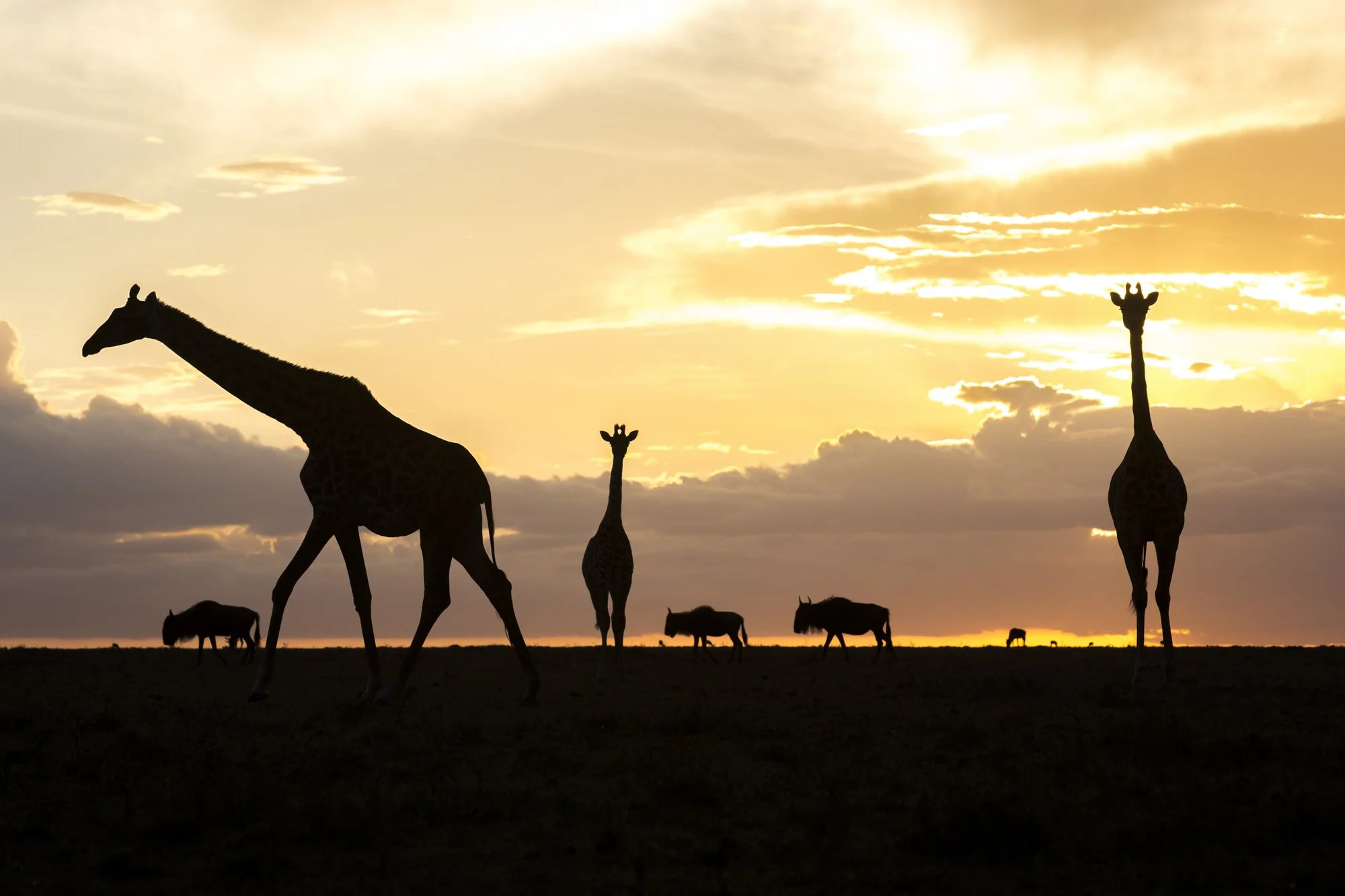Masai Mara Sunset, Kenya