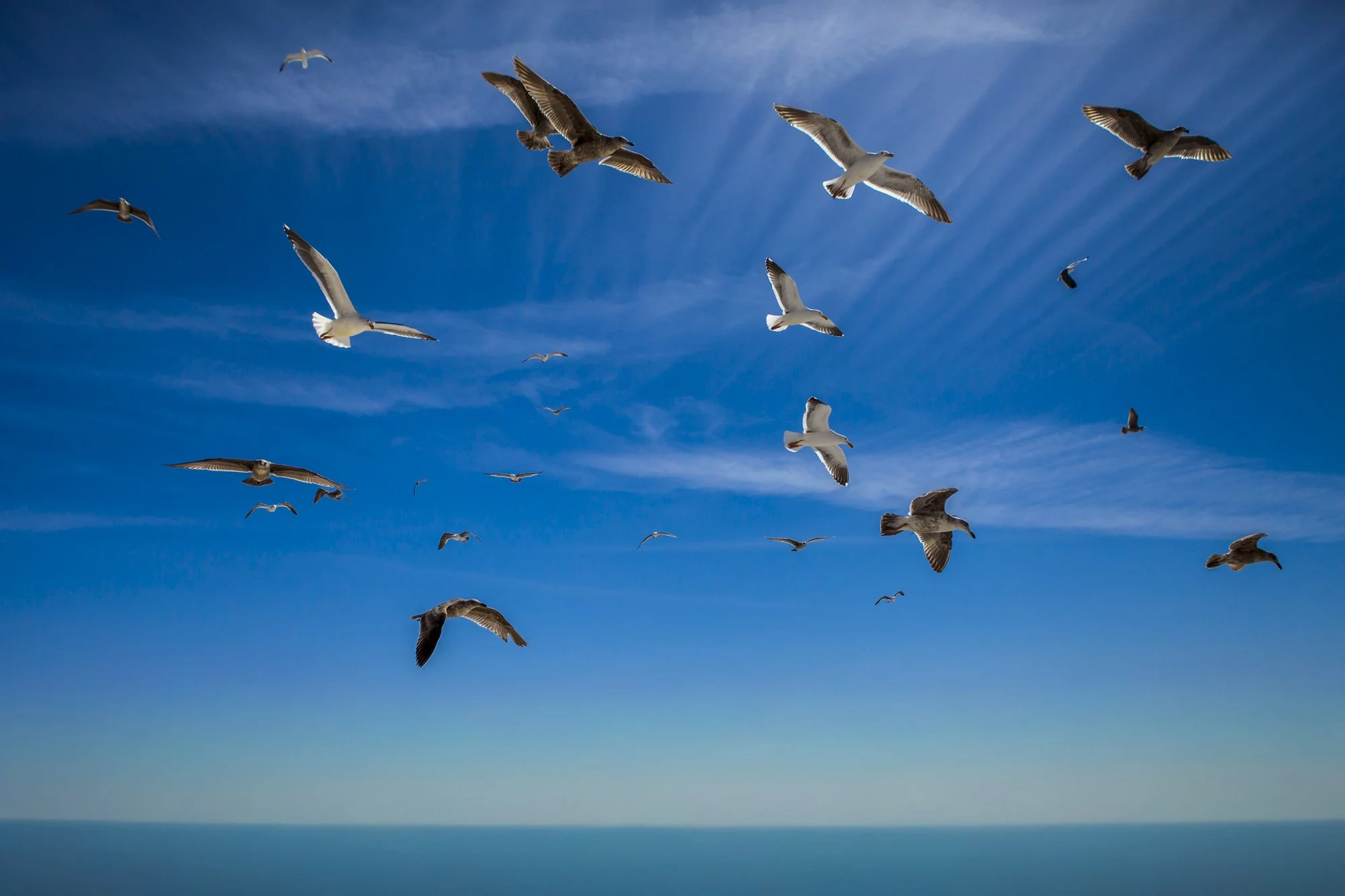 Gulls and Sky