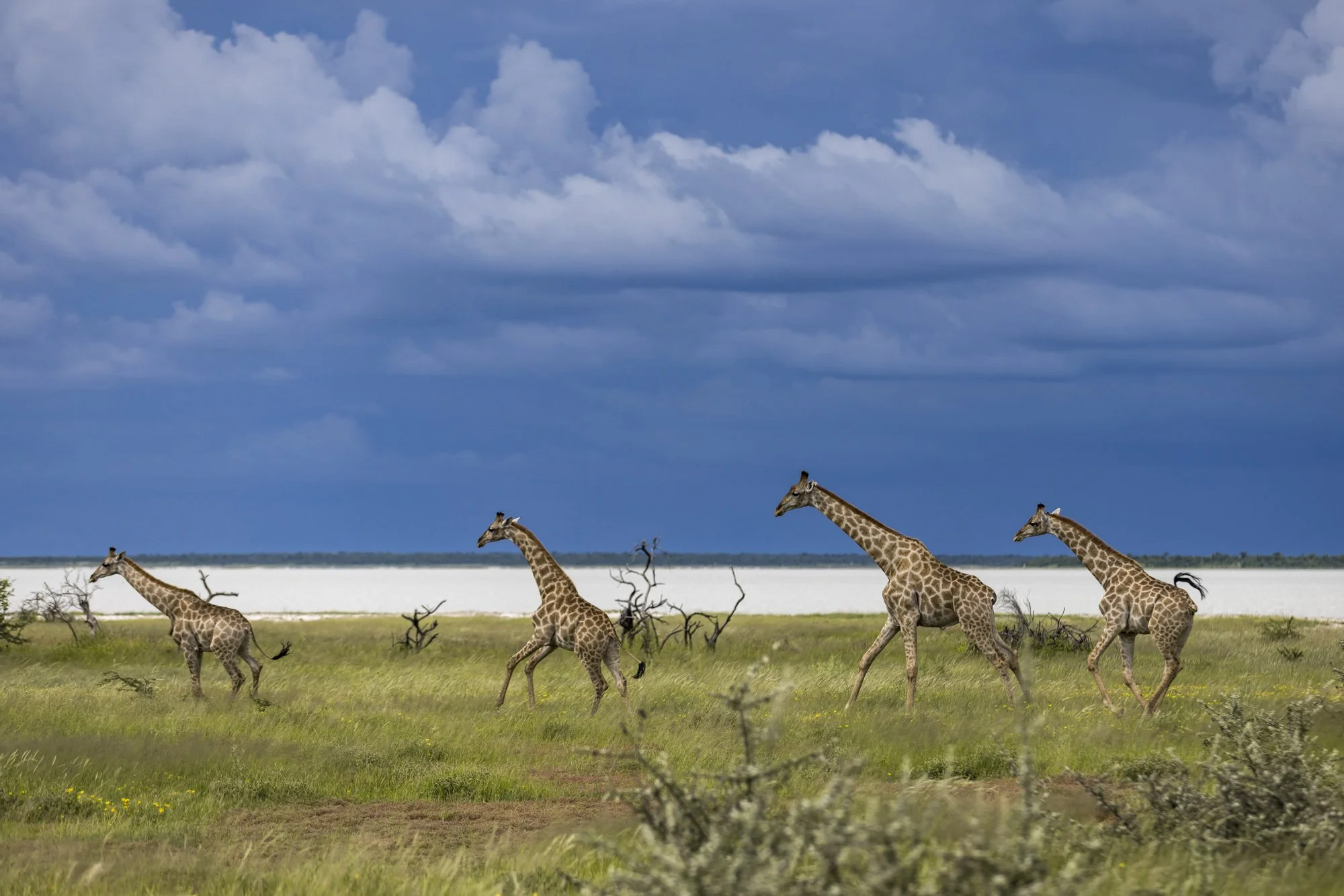 Etosha National Park, Namibia