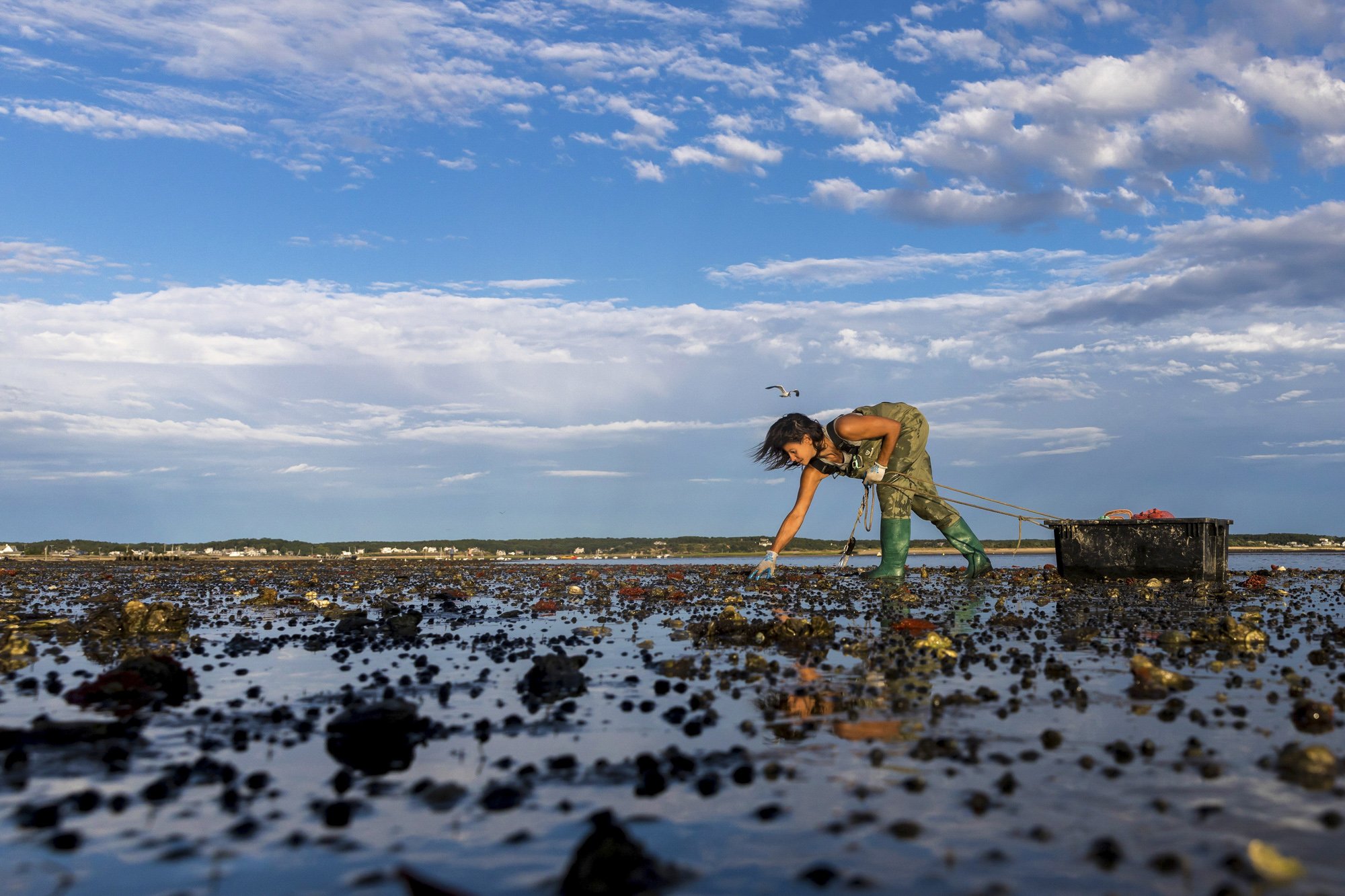 Wild Harvester, Wellfleet
