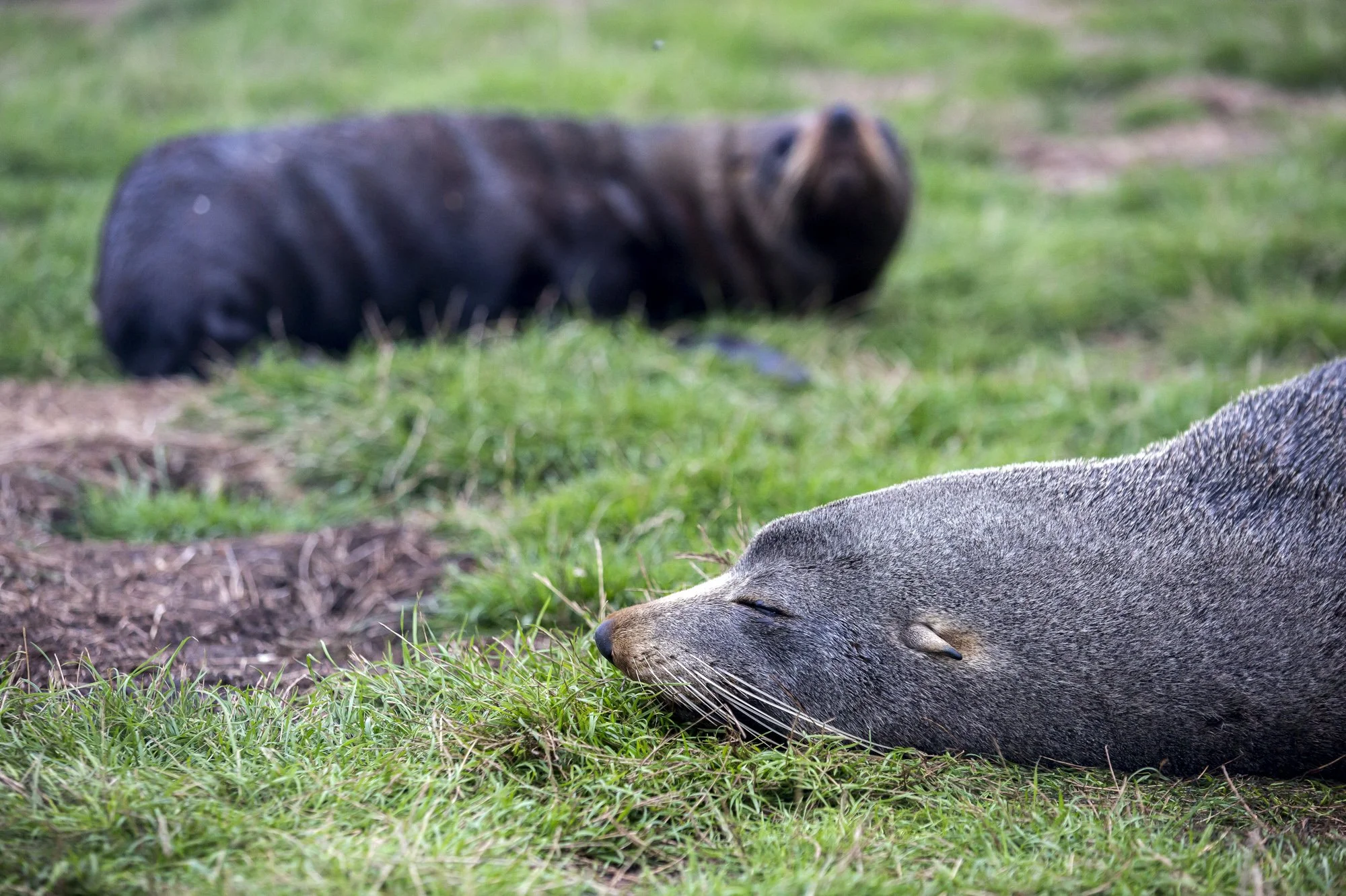 Nugget Point, South Island, New Zealand