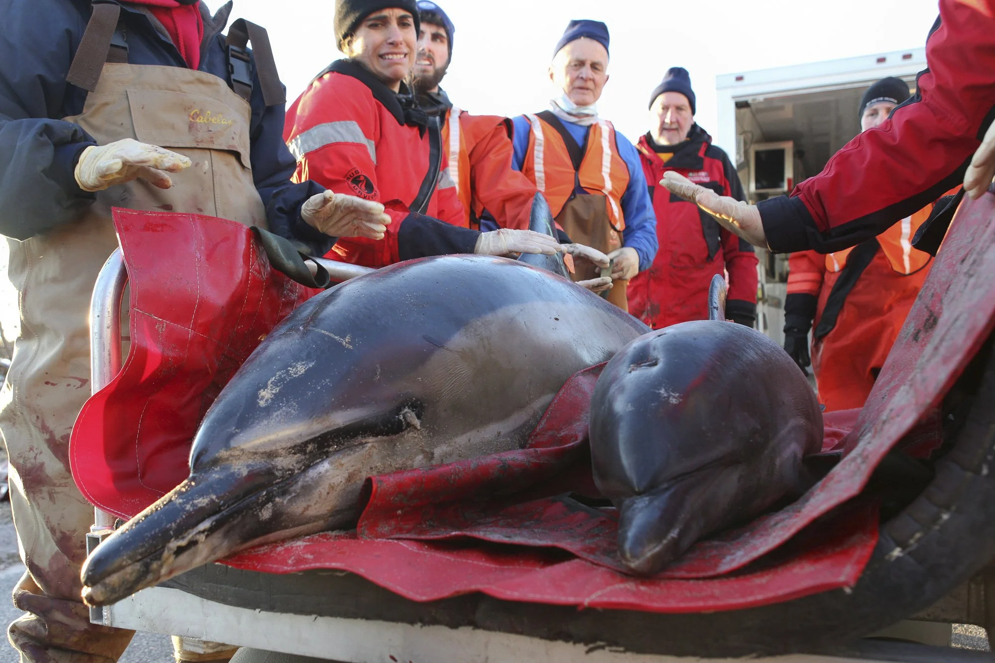 Rescue responders carefully transfer a stranded mother dolphin and her calf from a transport cart into IFAW’s mobile rescue vehicle in Wellfleet, MA. Working quickly and in coordinated teams, rescuers keep the pair stabilized and supported—an especia