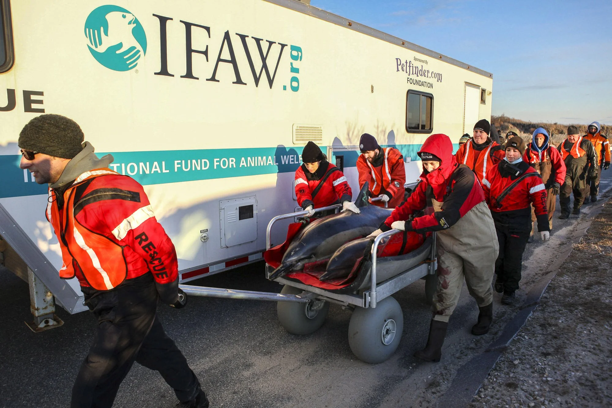 Dolphin rescues require an extraordinary amount of human power—often dozens of trained volunteers working in unison to move the animals safely using a heavy, wide-wheeled marine-mammal cart. In the freezing winter conditions common on Cape Cod, respo
