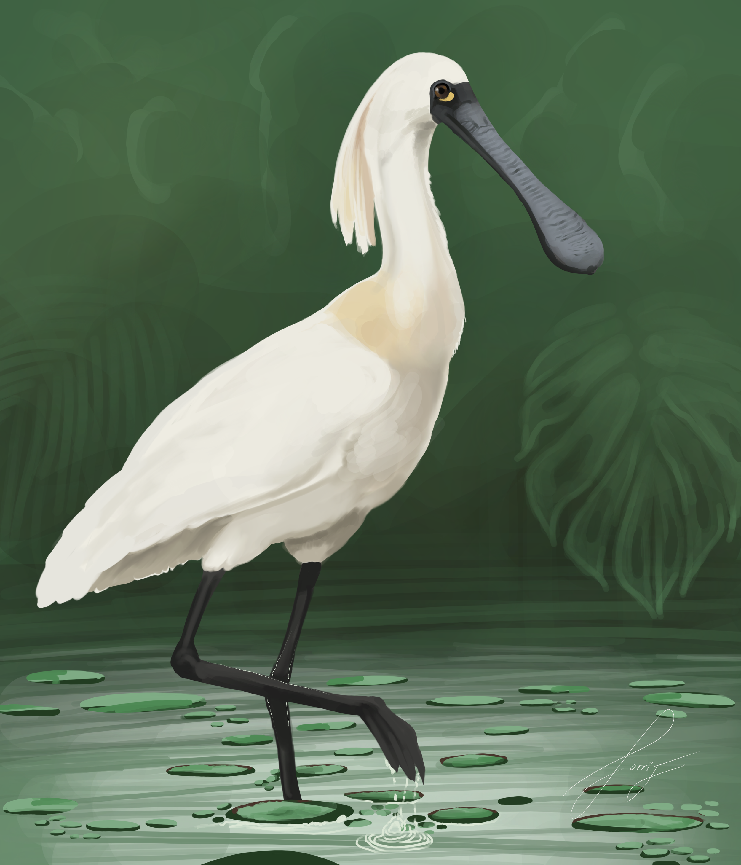 2_07_Spoonbill_Study.png