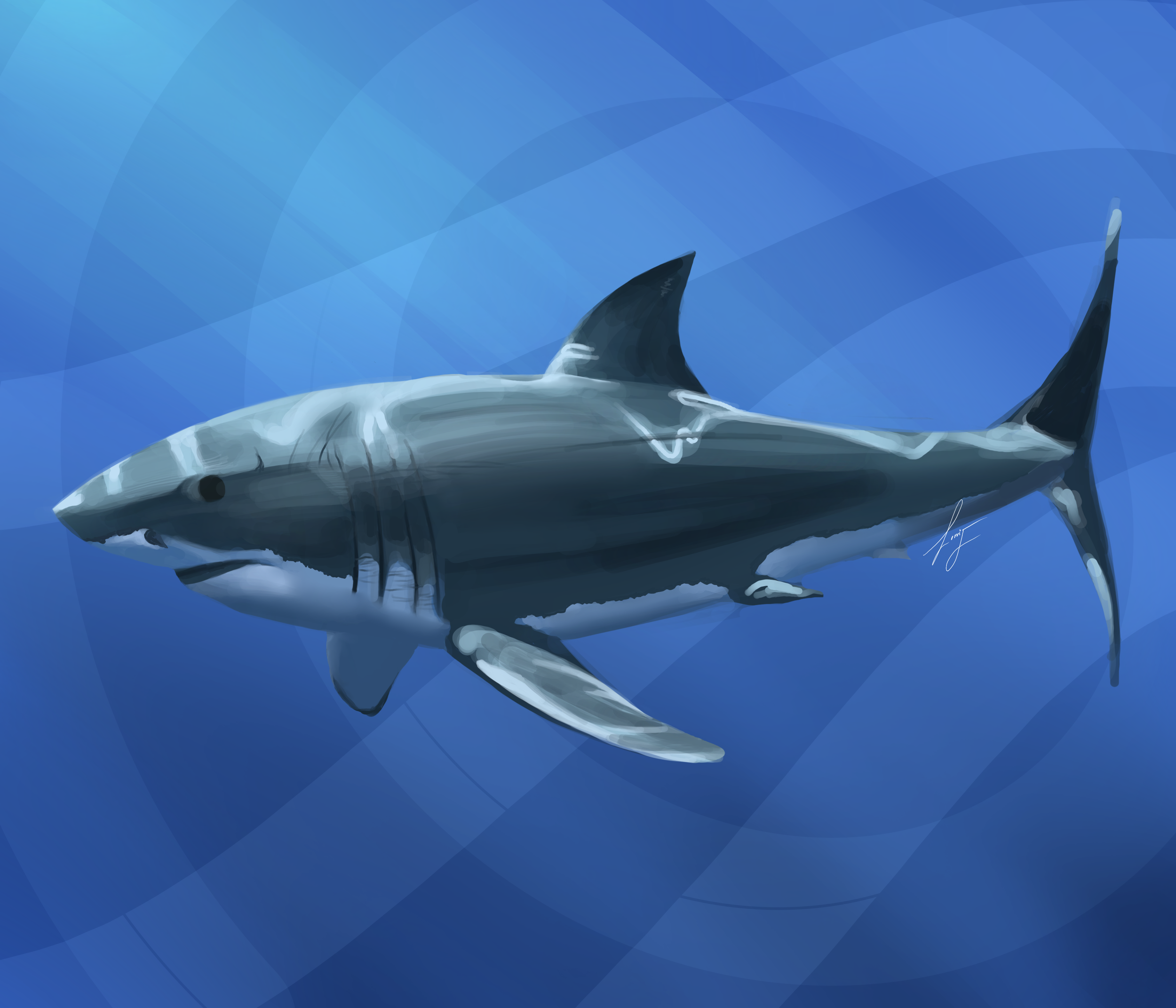 02_04_Shark_Study.png