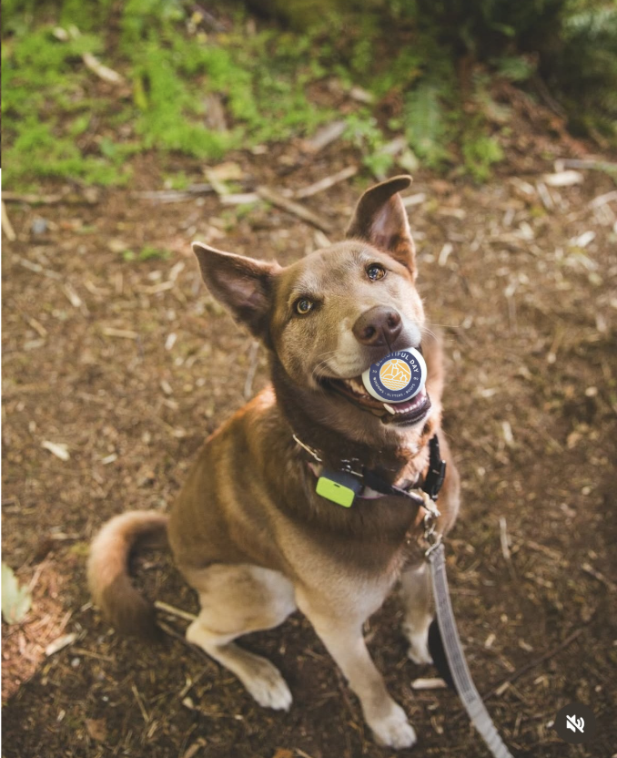 Screenshot 2025-07-29 at 11.13.13 AM.png