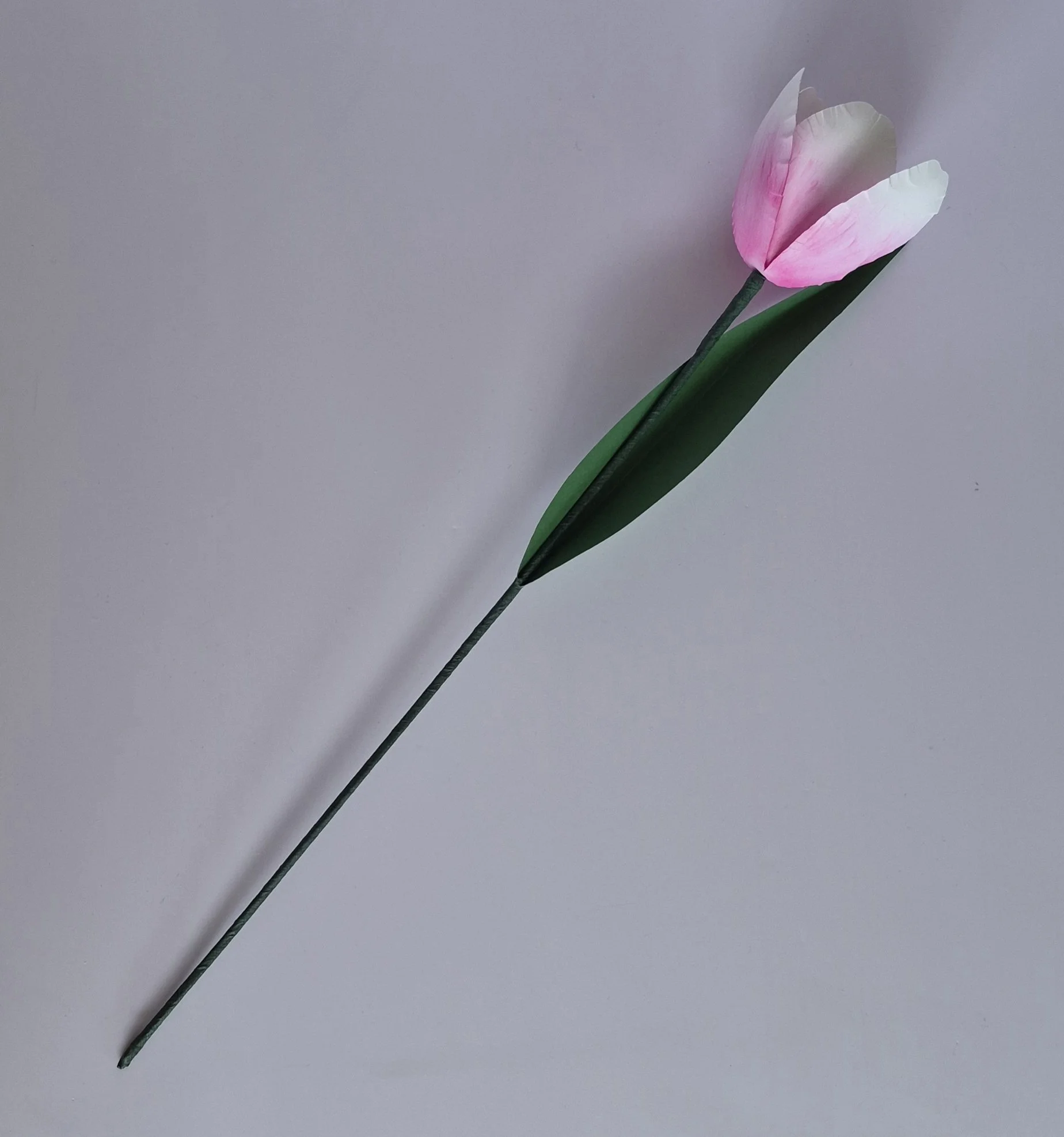 paper tulip blush pink.jpg