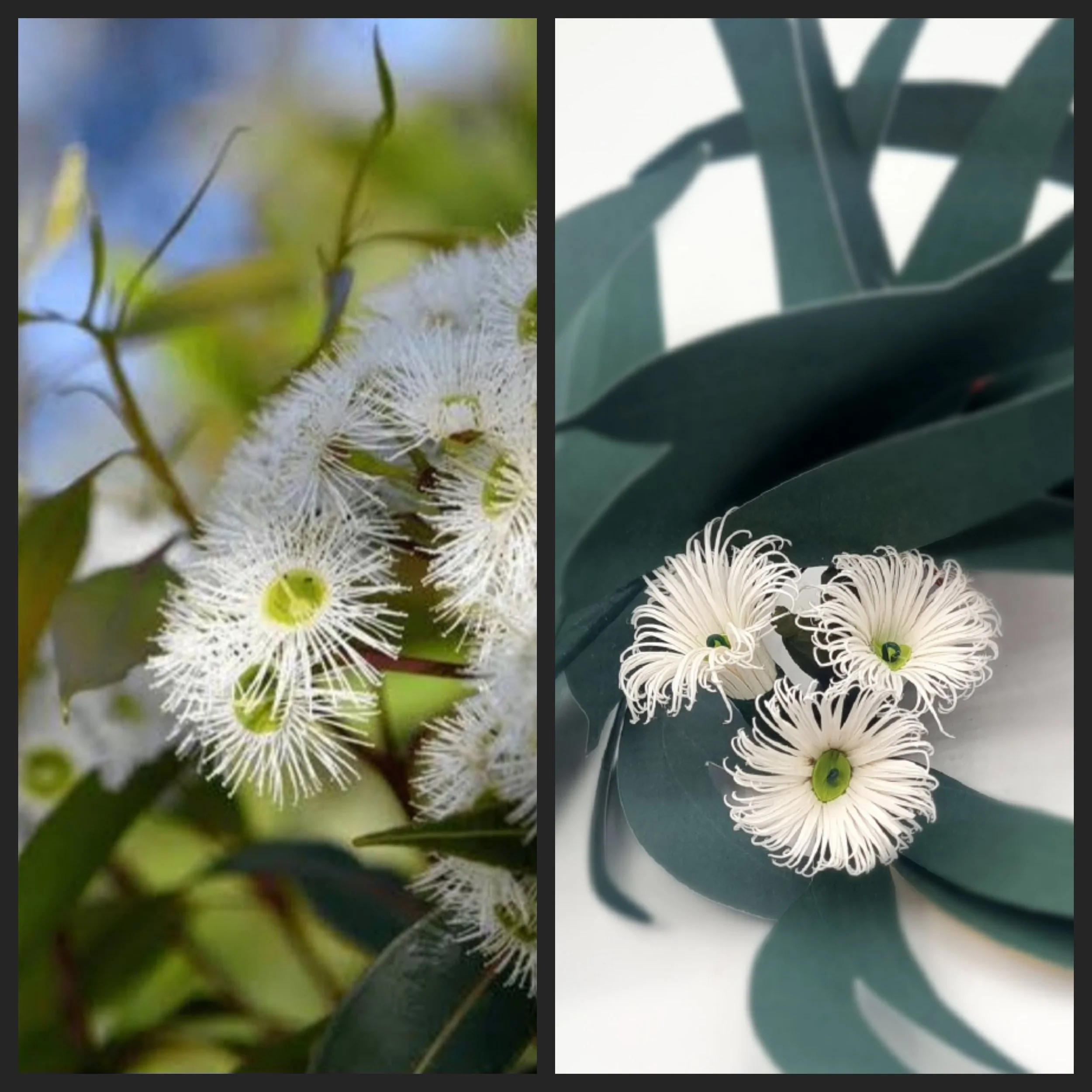 Why choose paper flowers?