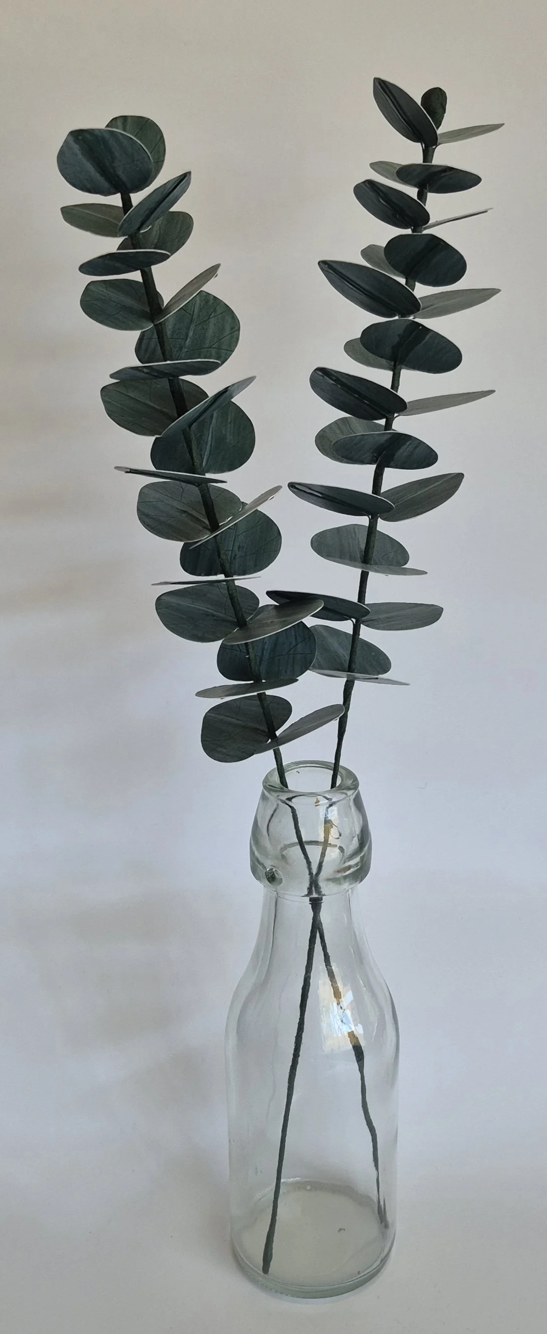 Detailed paper eucalyptus foliage with overlapping round leaves in natural tones