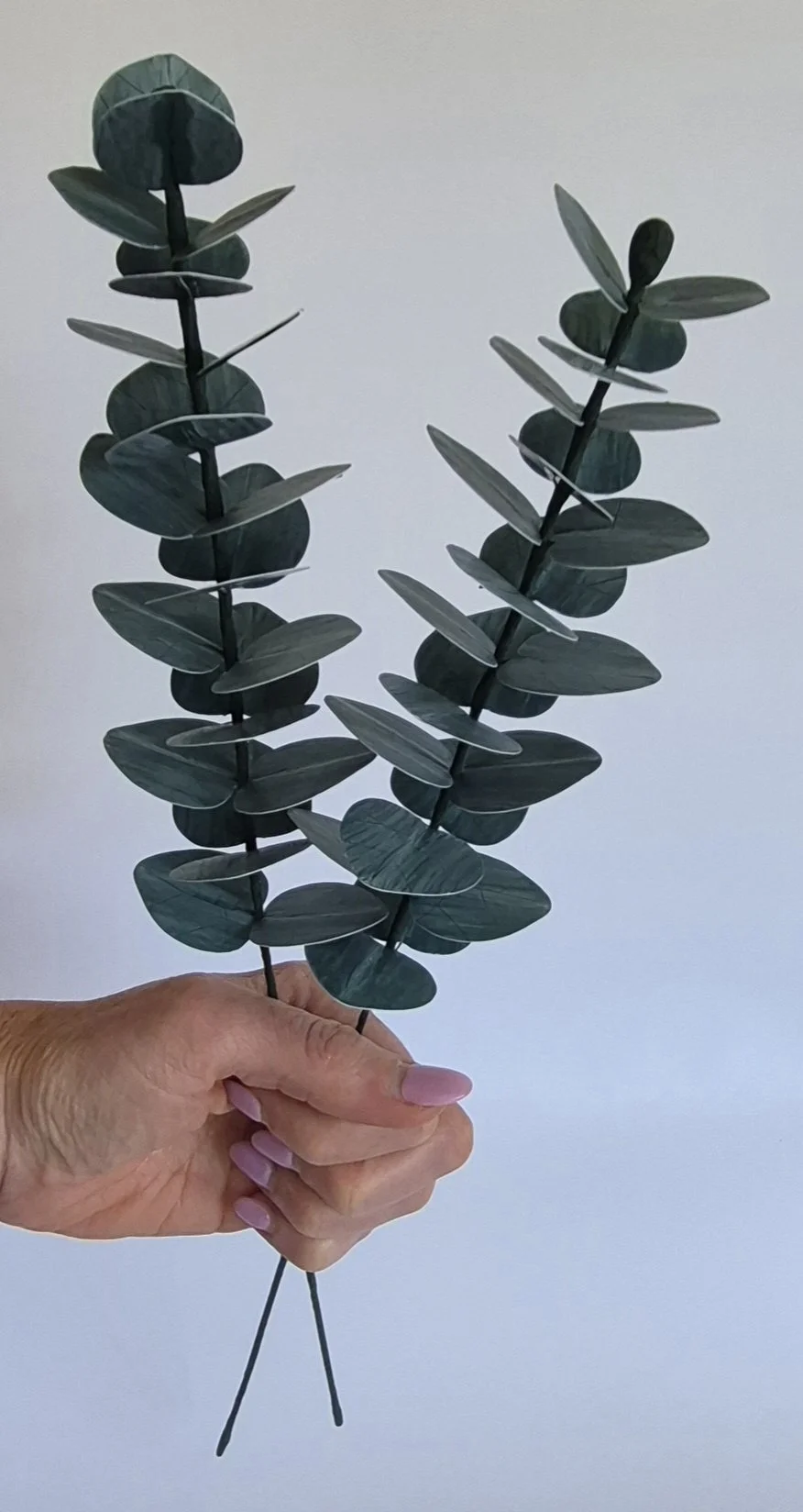 Side view of Australian native paper eucalyptus stem with rounded leaves