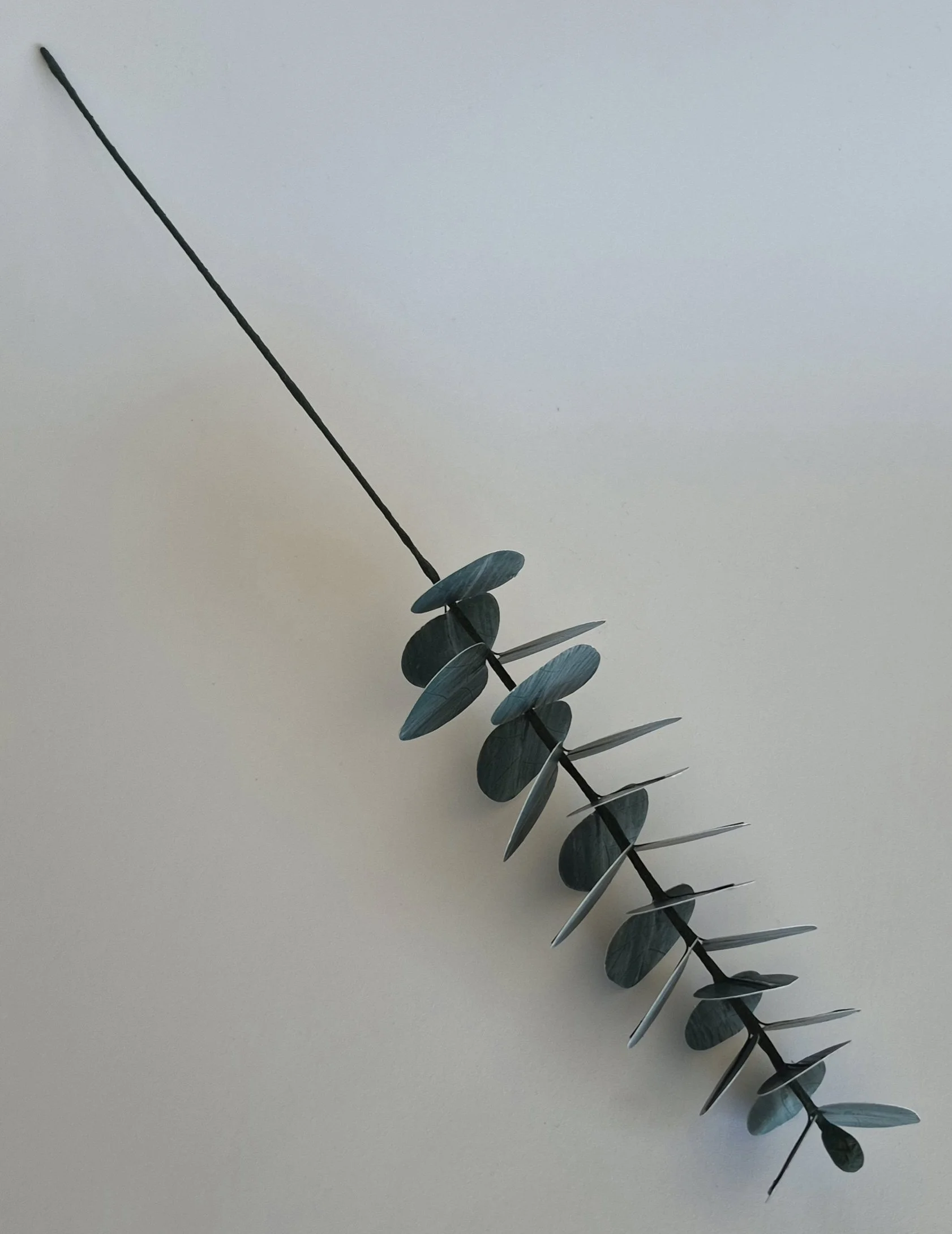 Paper eucalyptus leaf stem with blue-green round leaves on a neutral background