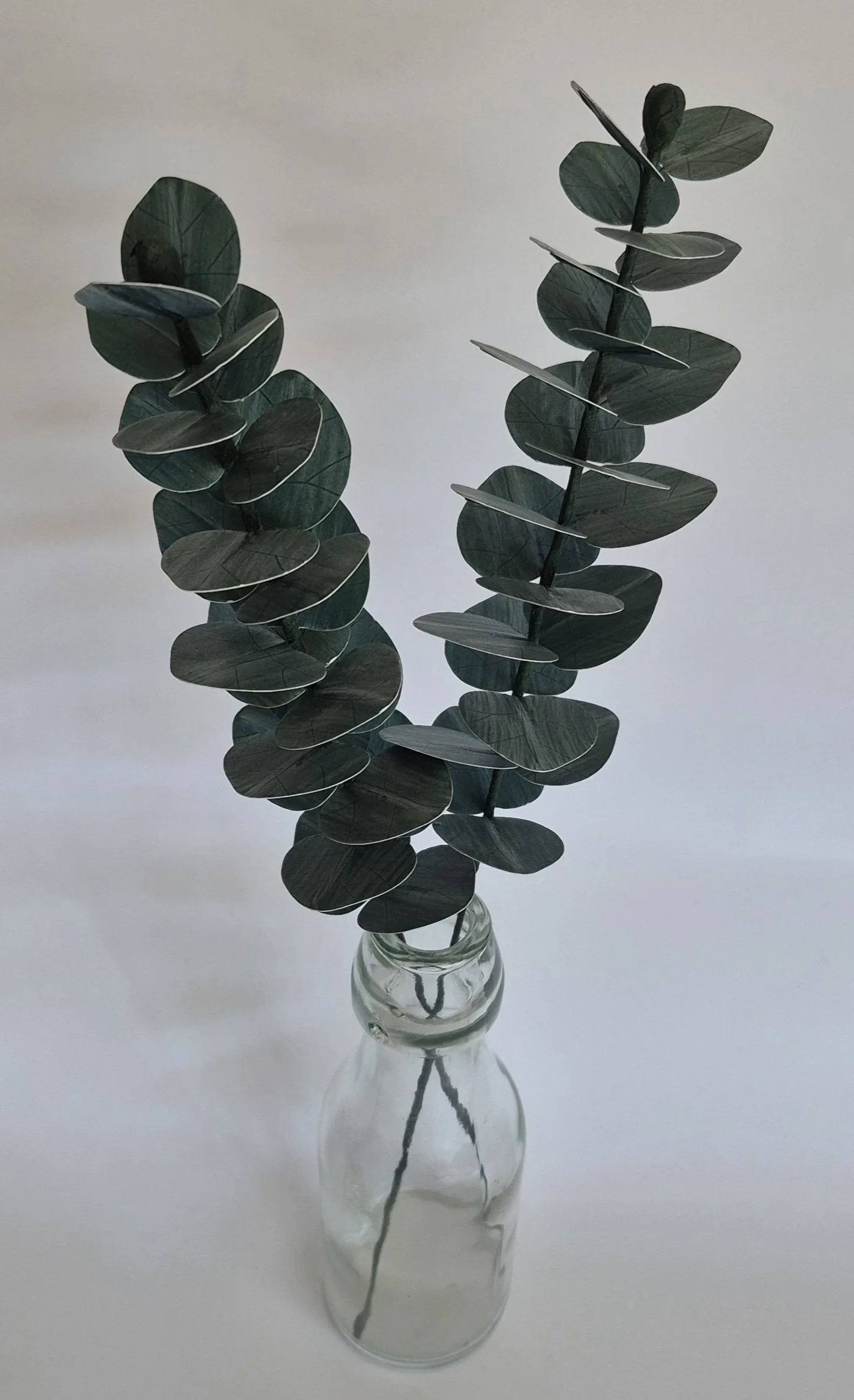 Full length paper eucalyptus stem with layered round foliage in blue-green tones