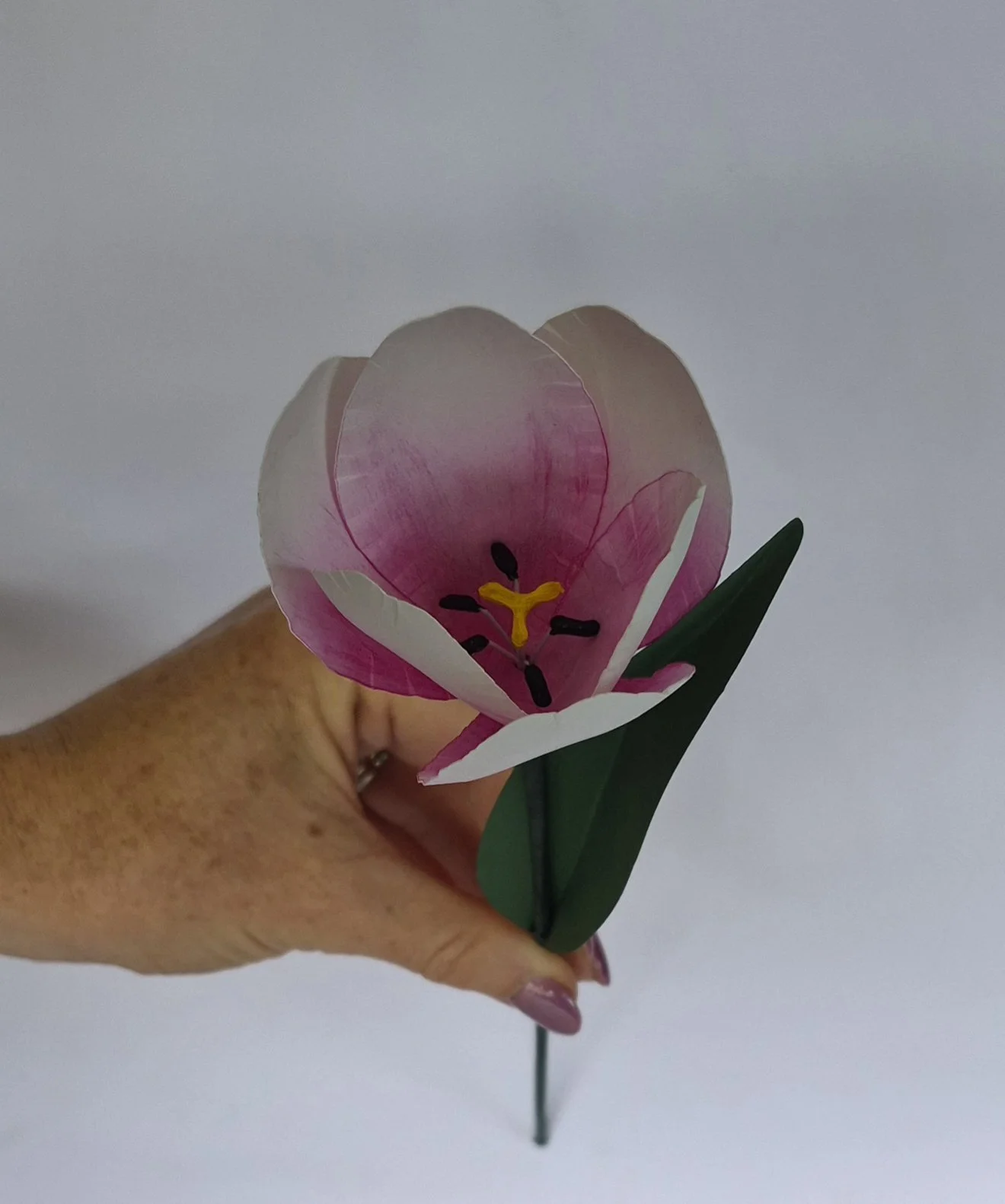 everlasting paper tulip flower.jpg