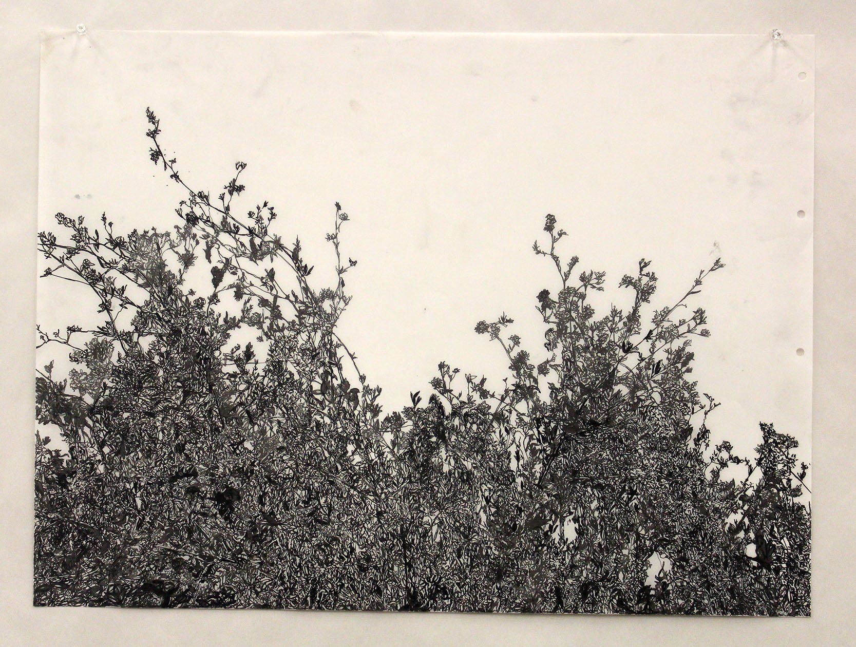 Brambles: Drawing with Rapidograph and Colored Pencil on Film 2024-2025