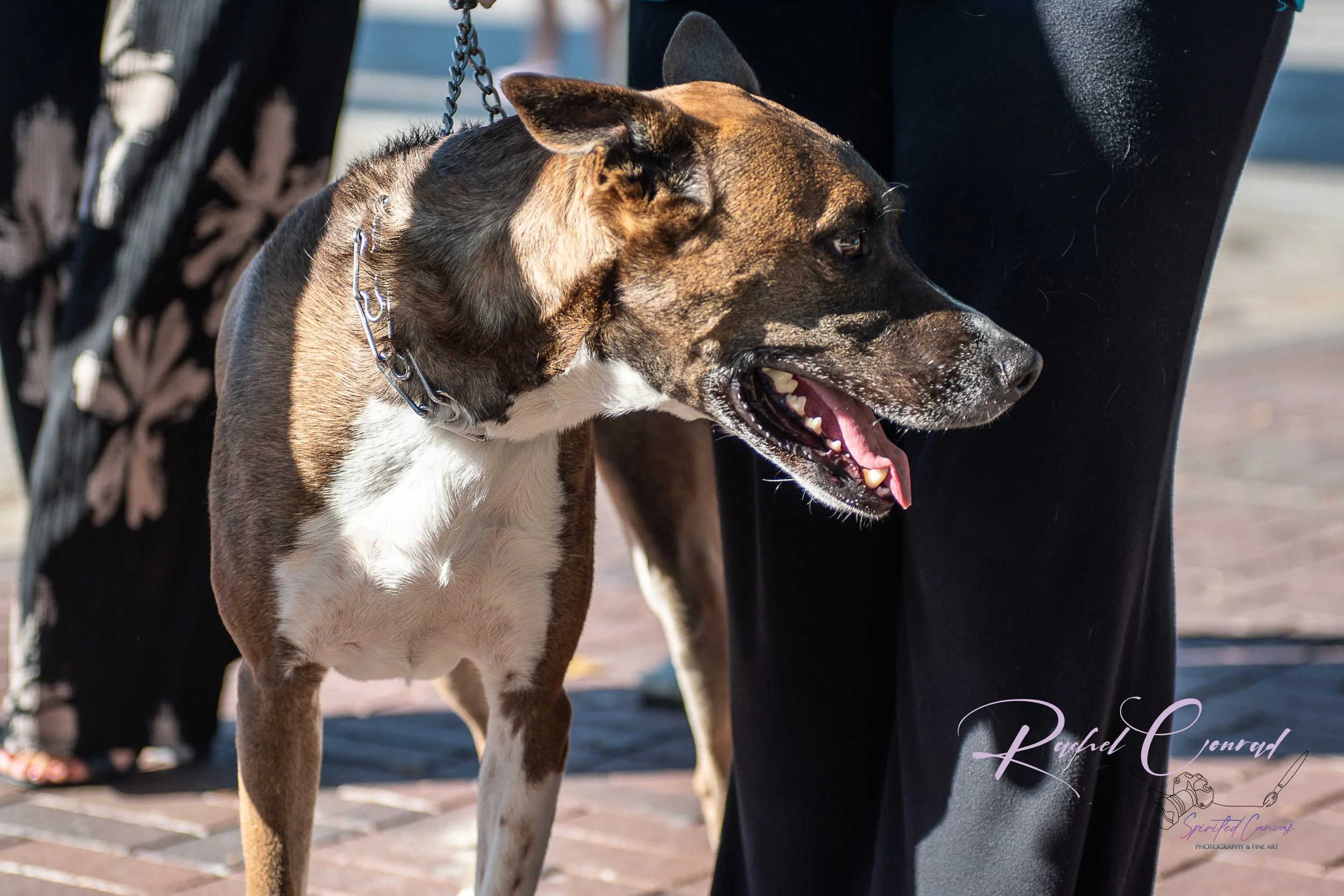 Spirited Canvas-United Hearts Music Festival-12.jpg