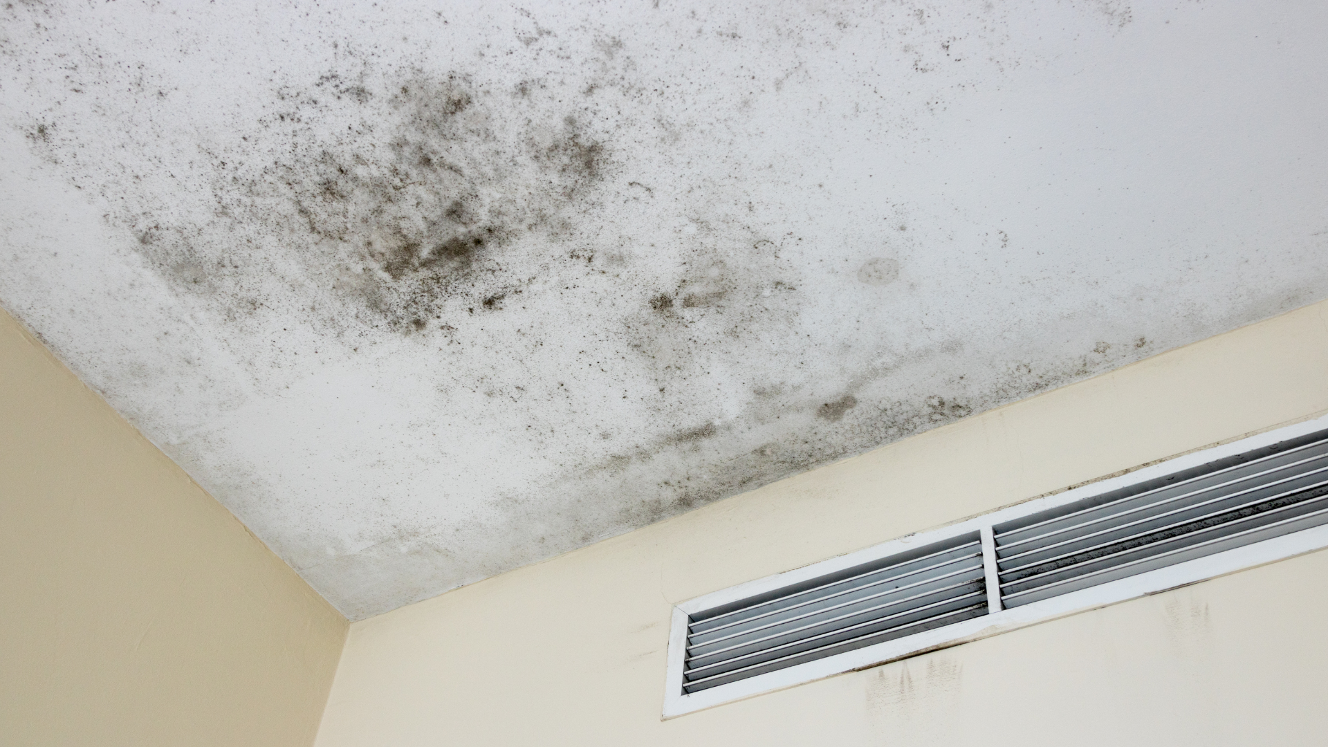 Mold clearly visible on the corners by the ceiling and close to an air vent