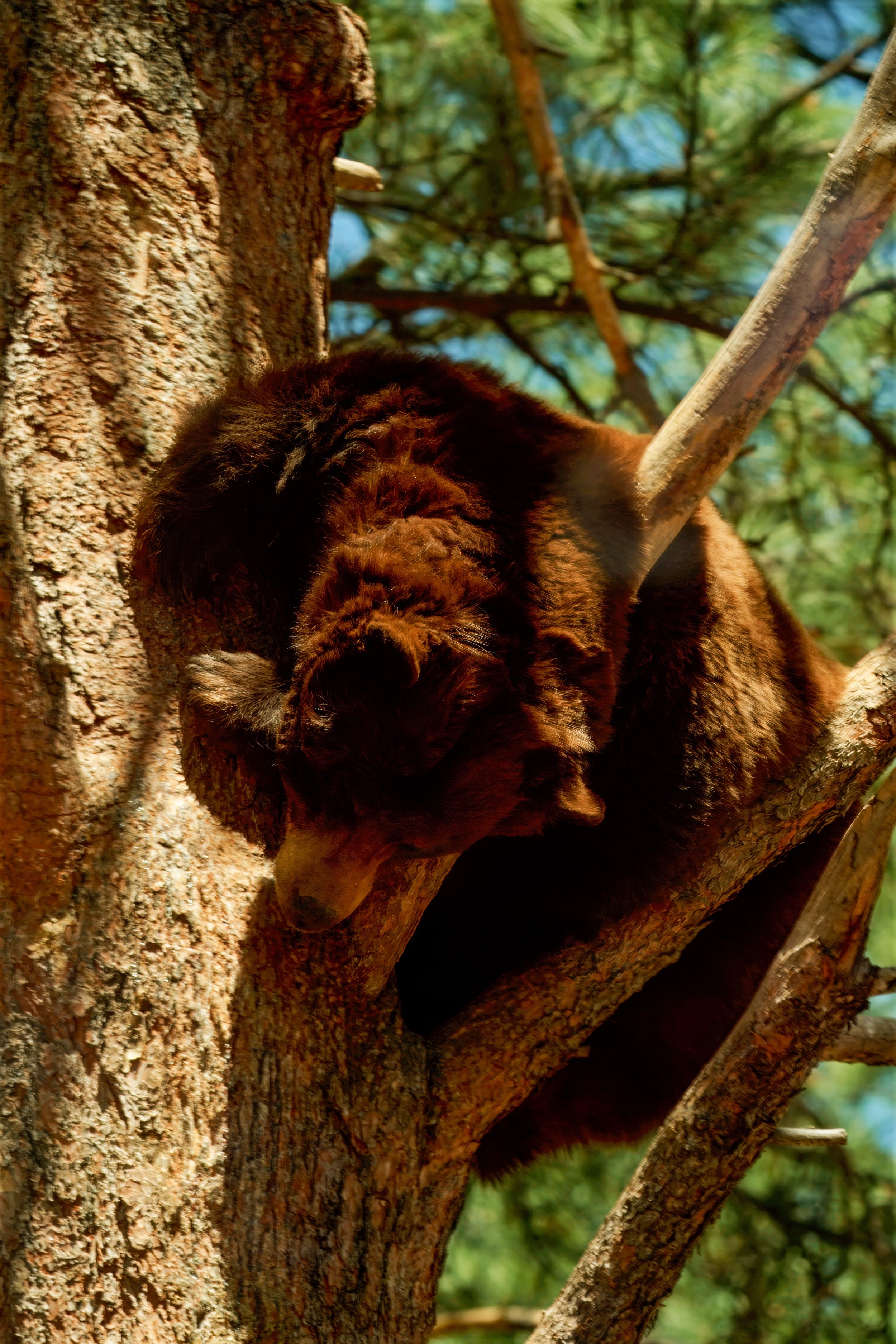 Brown bear sleeping in a tree