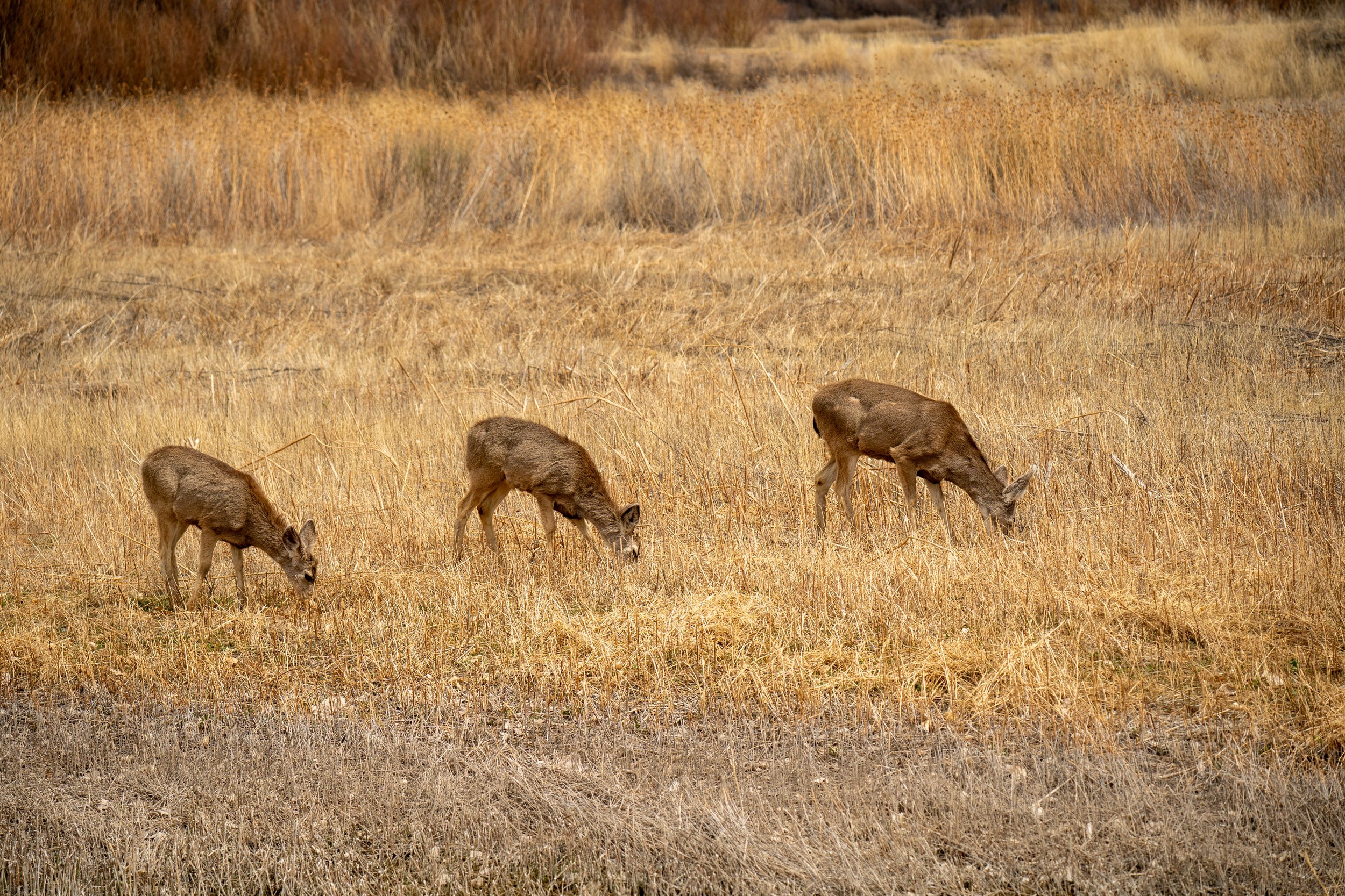 Three deer grazing in a dry grassy field