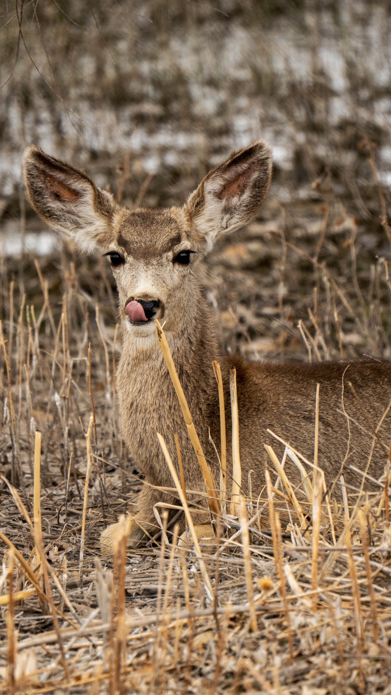Young deer in a field of dry reeds with its tongue out, surrounded by brown grass and blurred natural background.