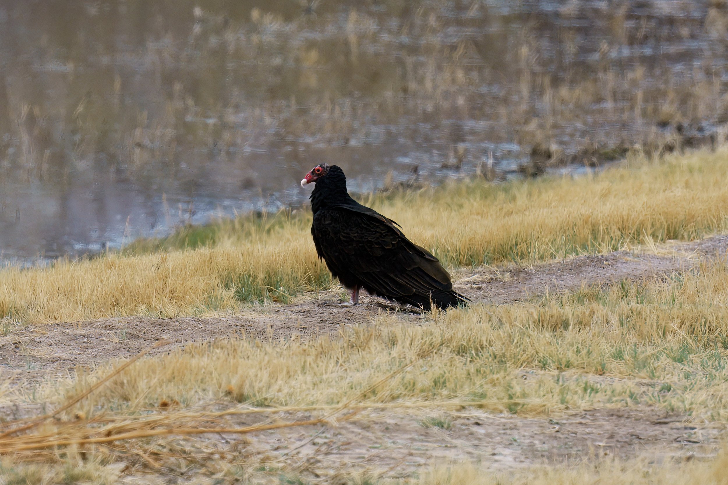 Turkey vulture standing on grassy area near water.