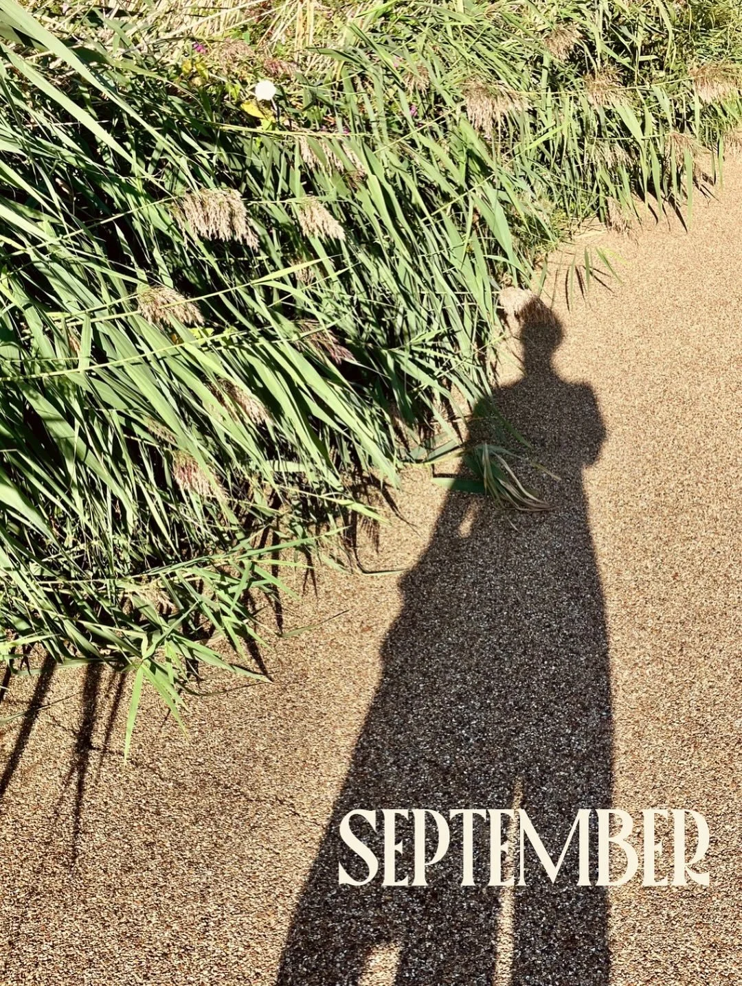 ✨September✨

Tree bathing, warm colours, cold days, things on the turn, friends, comfort food, rain and rainbows, inward reflections, up-skilling, Kew. Lovely ☺️