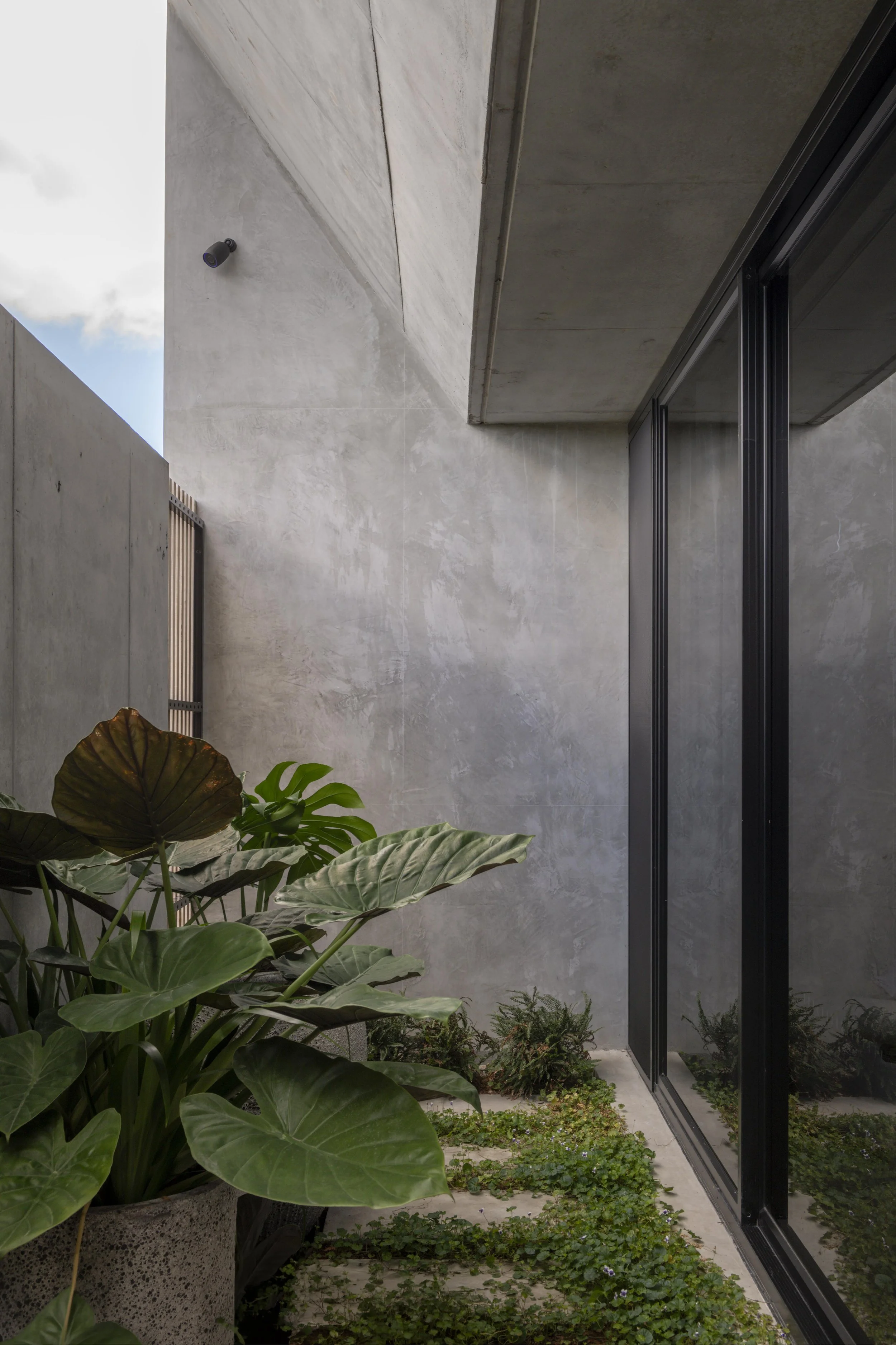 Minimalist concrete courtyard with tropical planting and full‑height glazing in a luxury sloping‑site home