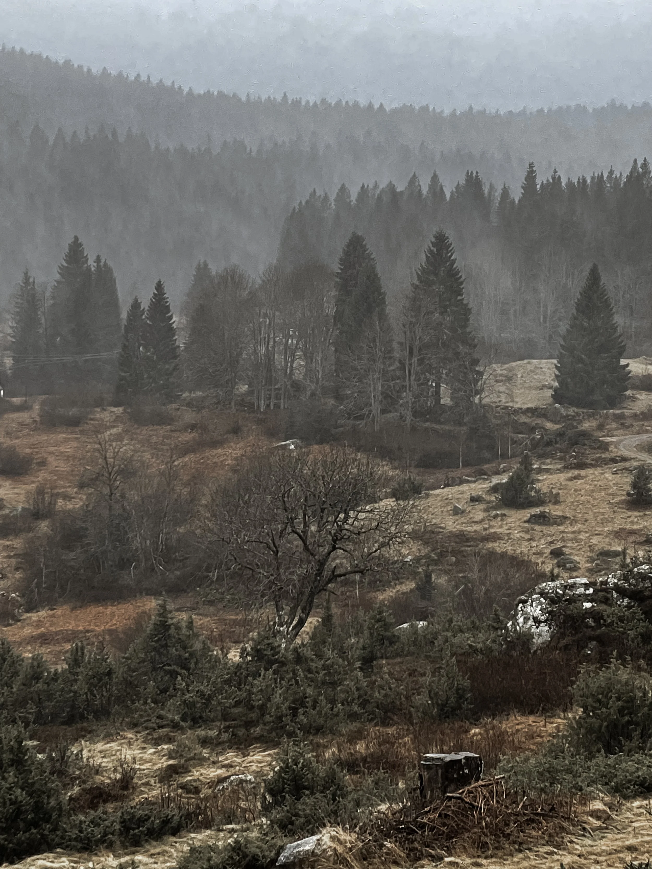 A foggy, mountainous landscape with many pine trees, leafless trees, and rocky terrain.