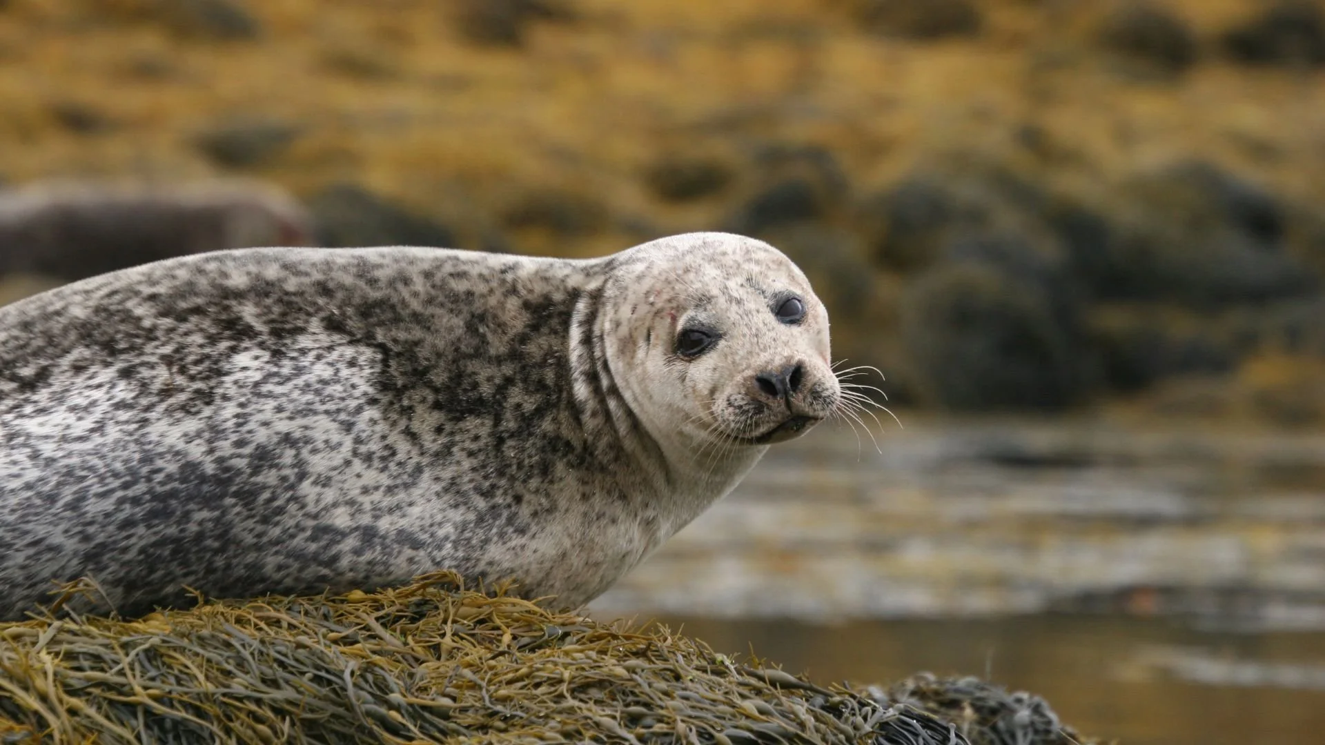 Local Wildlife: By Land &amp; Sea
