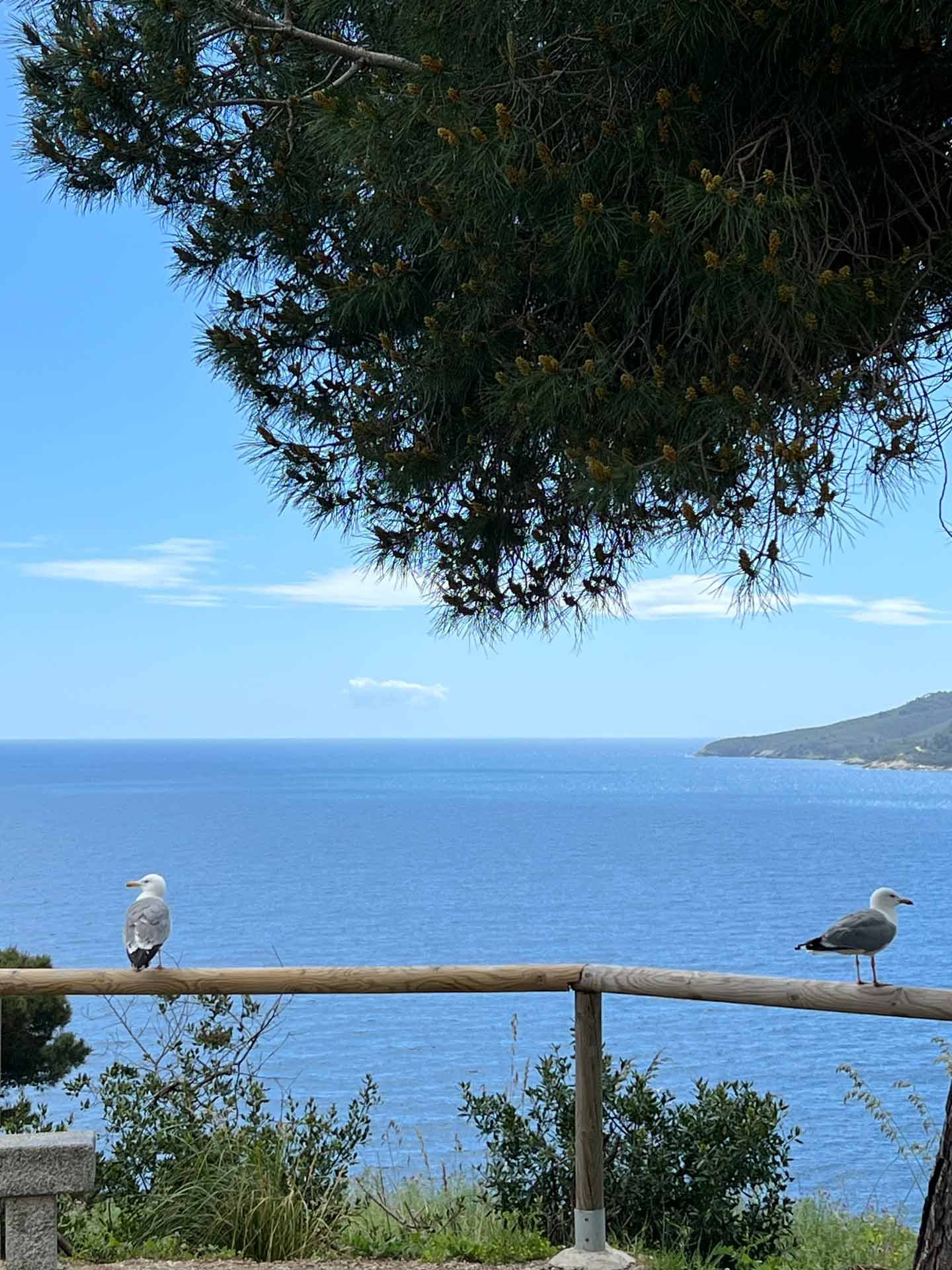 Zwei Möwen sitzen auf einem Holzzaun vor Blick aufs Meer und die Küste bei schönem Wetter.