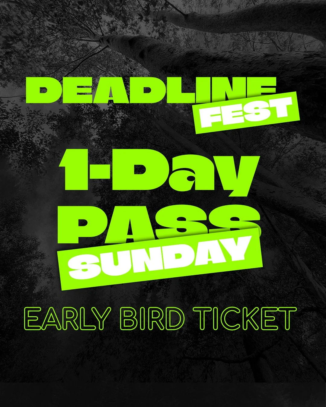 Early Bird: Sunday