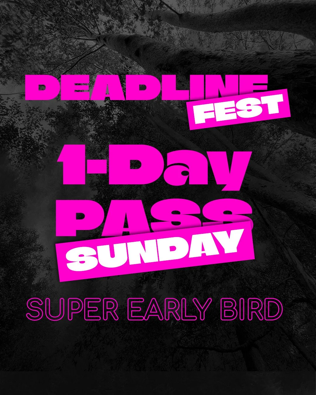Super Early Bird: Sunday