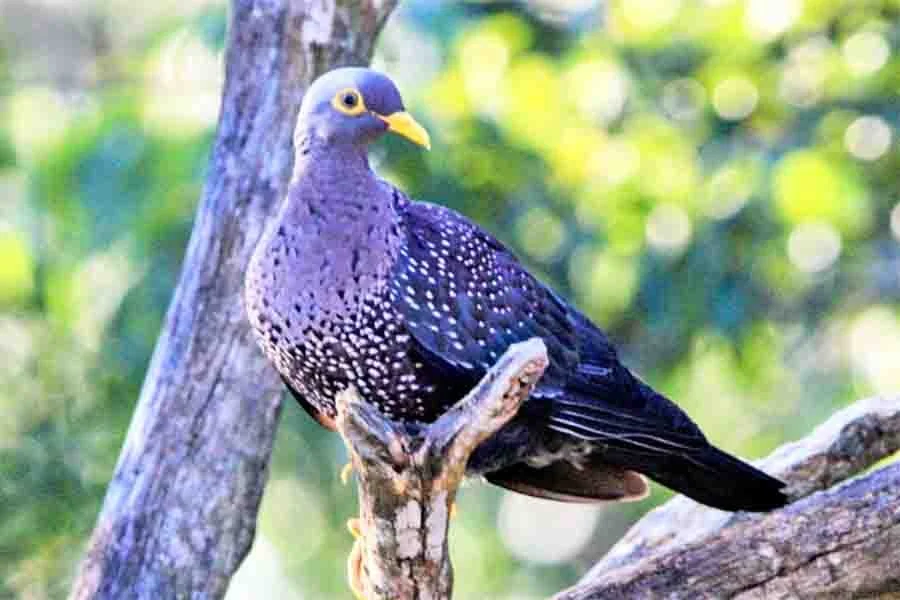 African Olive Pigeon: Rare Annual Visit