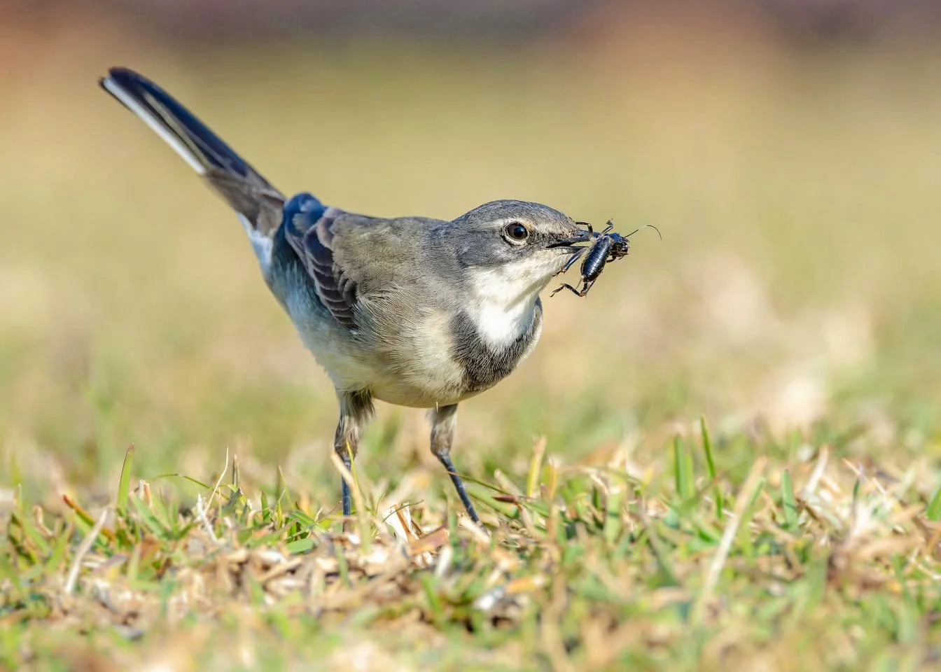 Wagtail: On Cricket Catch