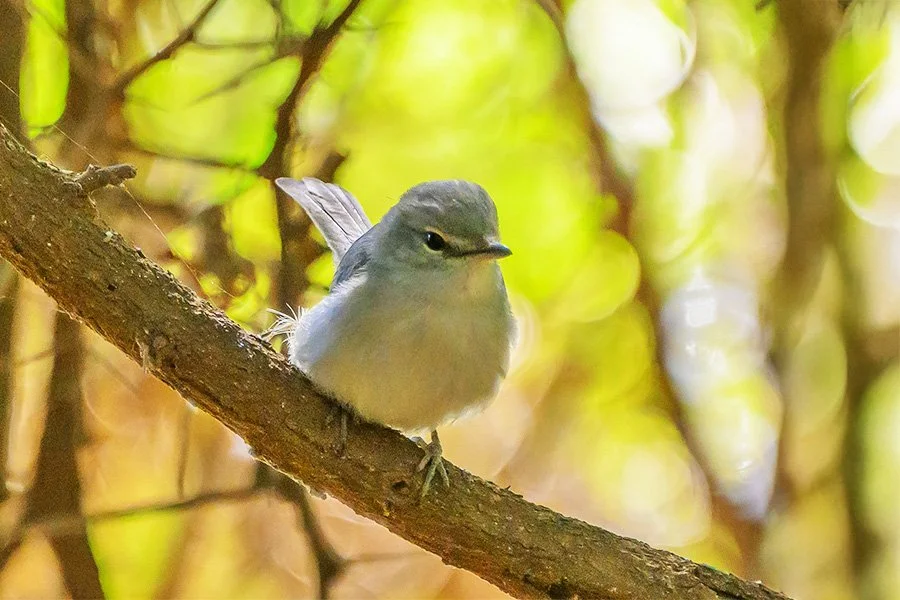 Ashy Flycatcher: Perched in Thick Branchy Tree in Kruger
