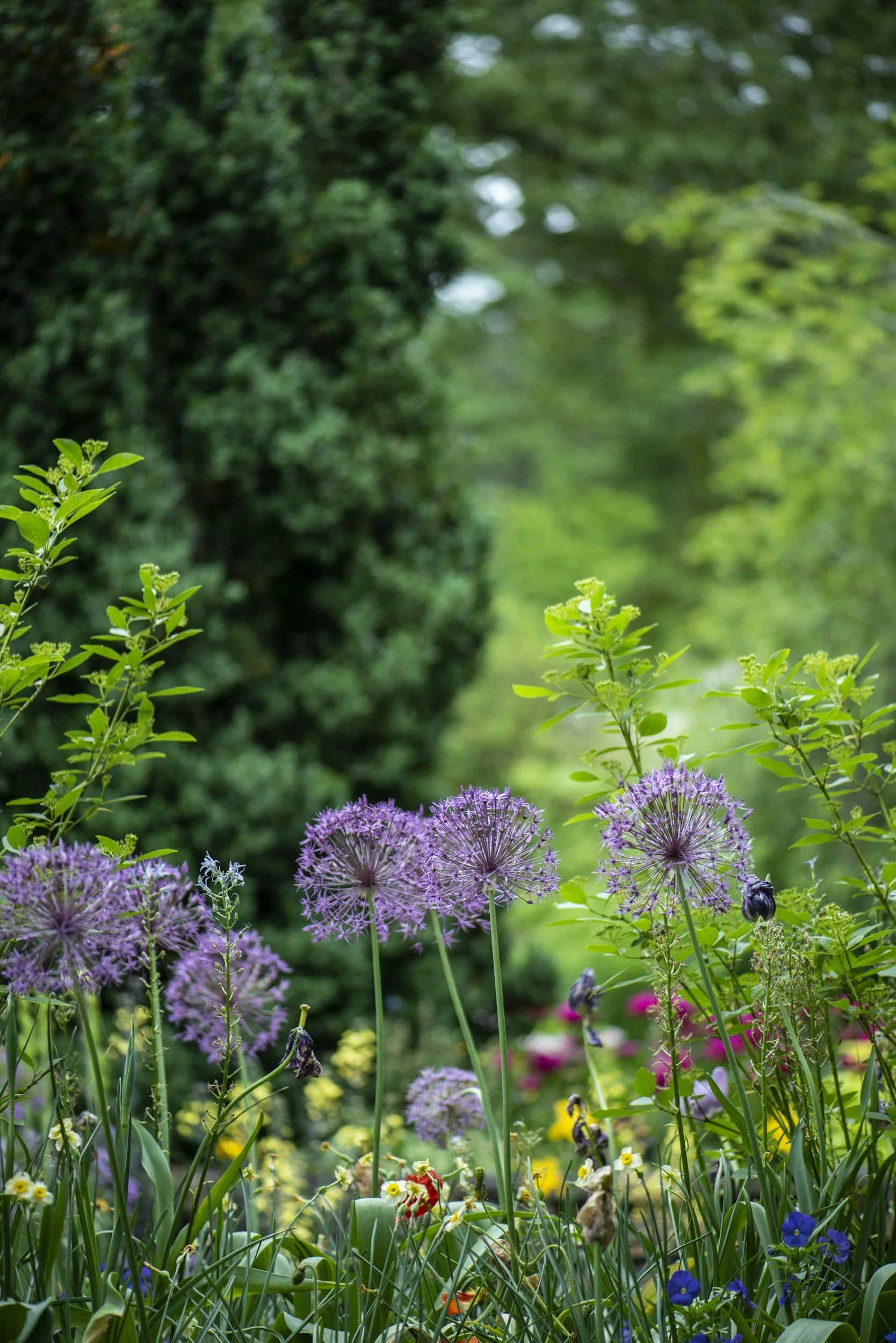 Colorful garden with purple allium flowers, yellow, blue, and pink blooms, and green foliage, with trees in the background.