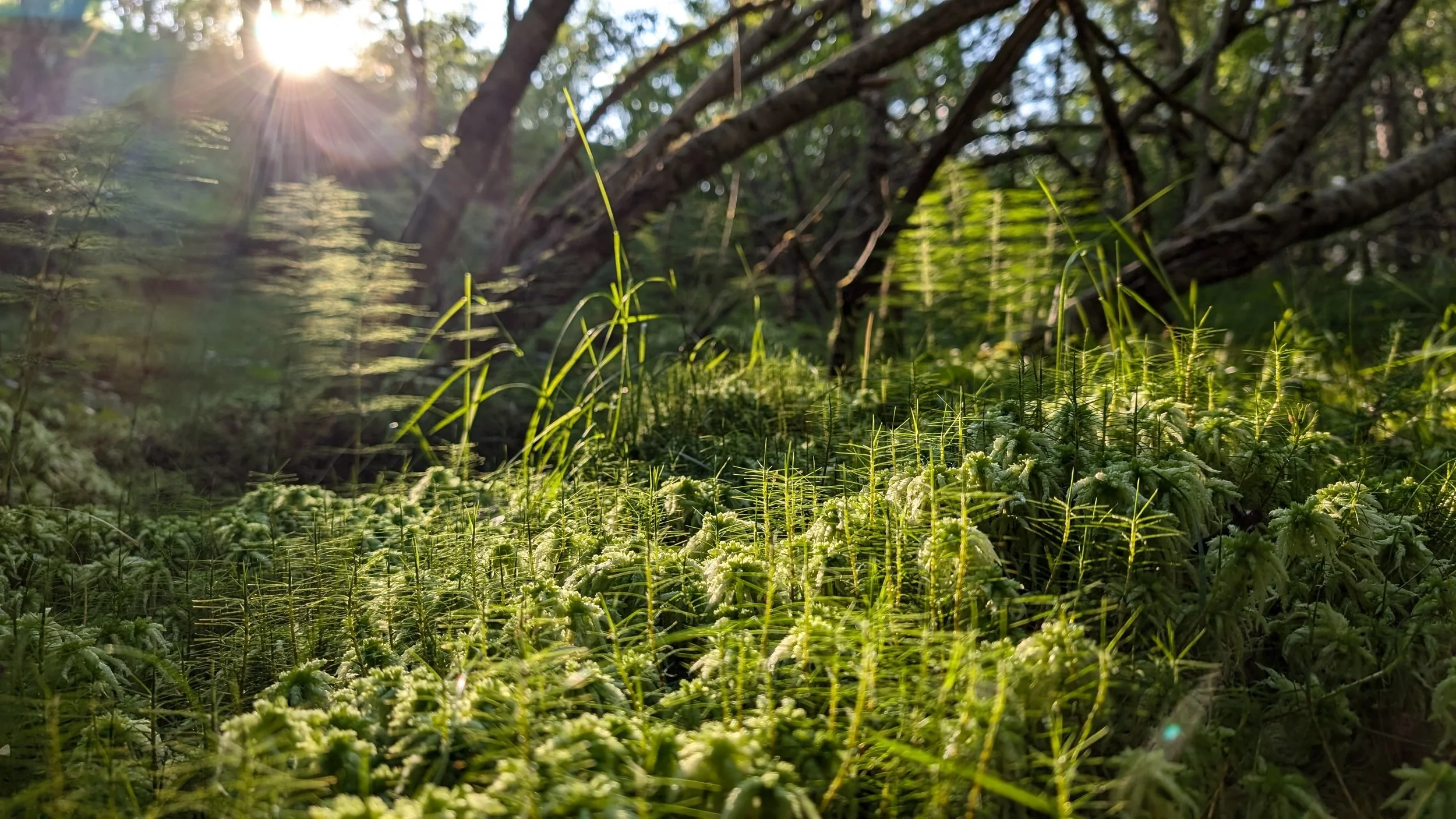 Sunlight shining through trees in a lush green forest with dense moss and plants on the ground.