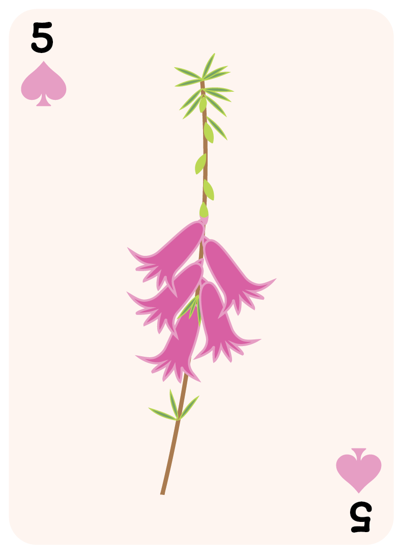 spades set-05.png