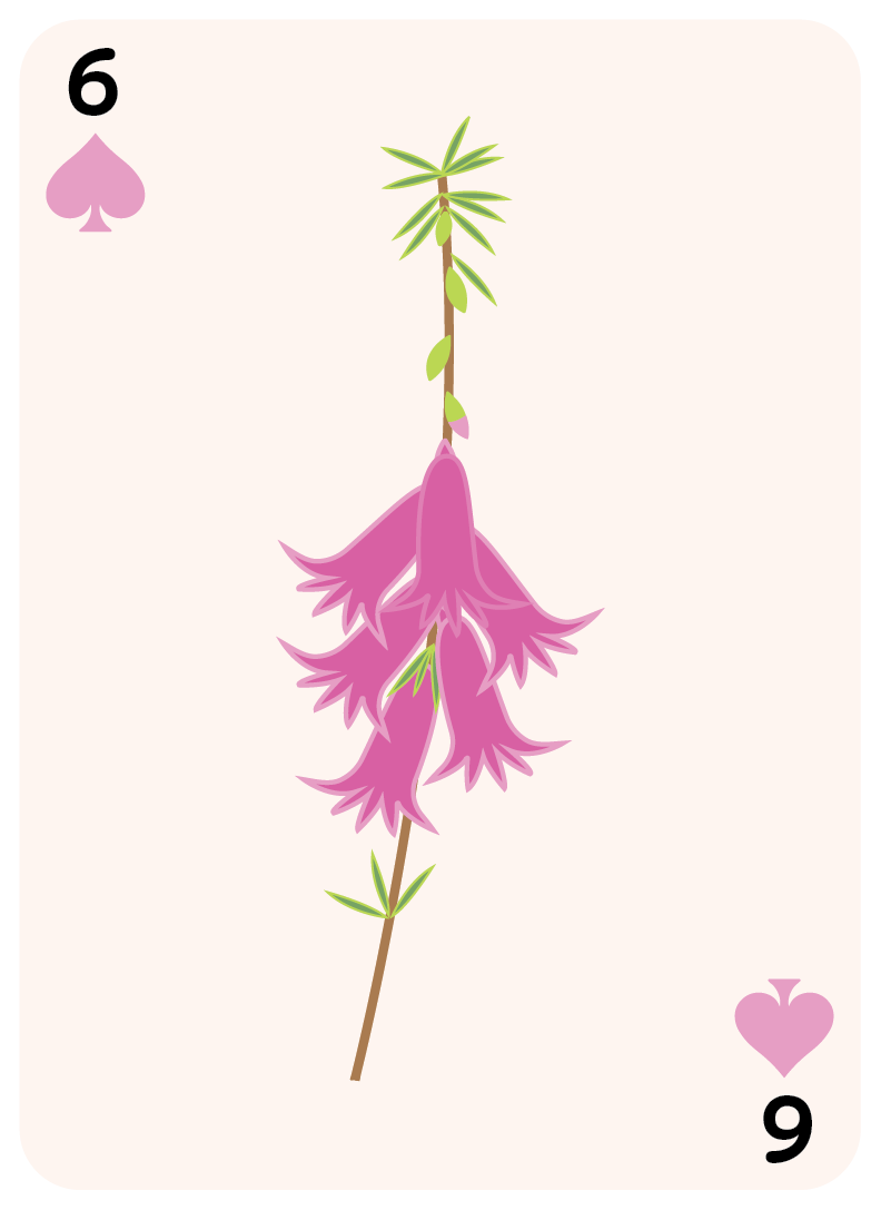 spades set-06.png