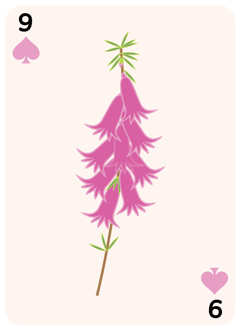 spades set-09.png