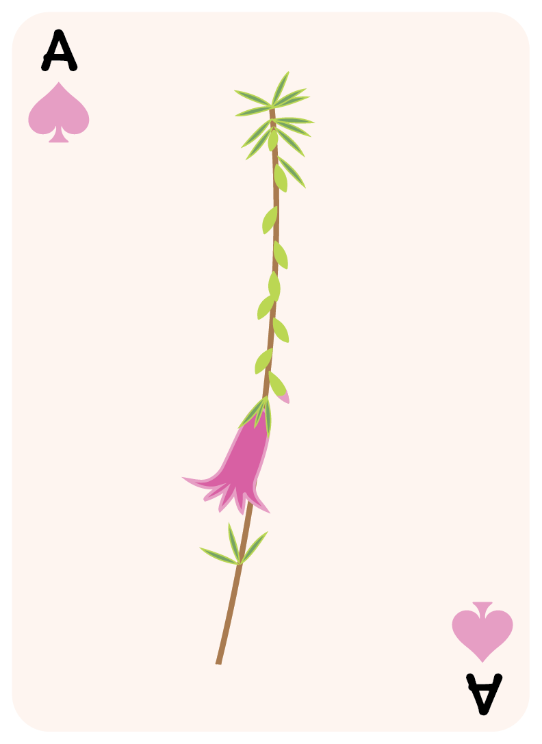 spades set-01.png