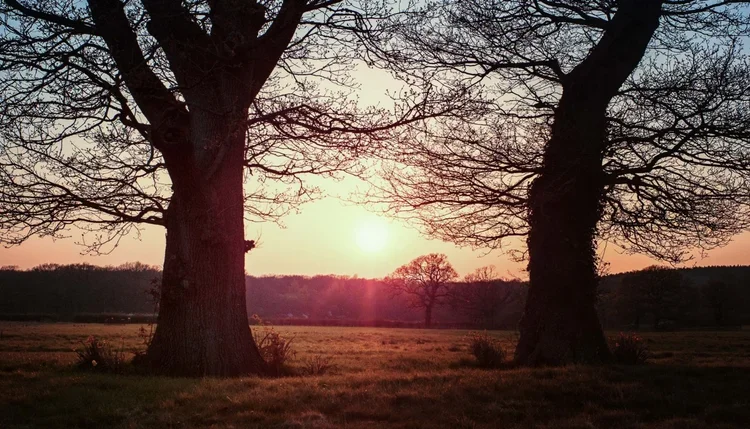 2-oaks-1400x800.webp