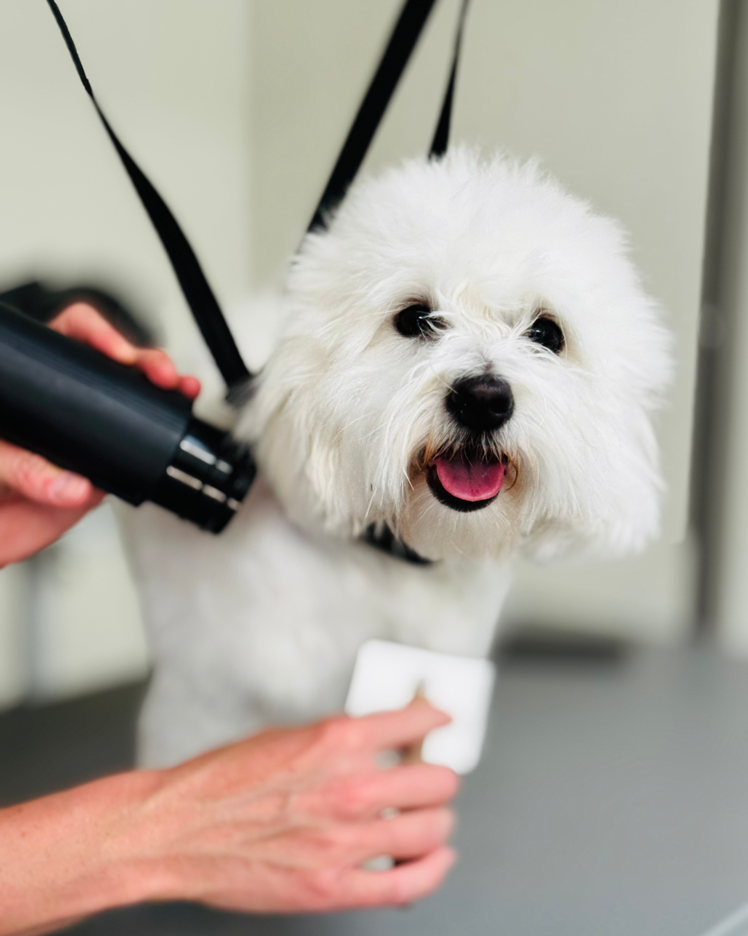 Brushing et démêlage d'un chien 
