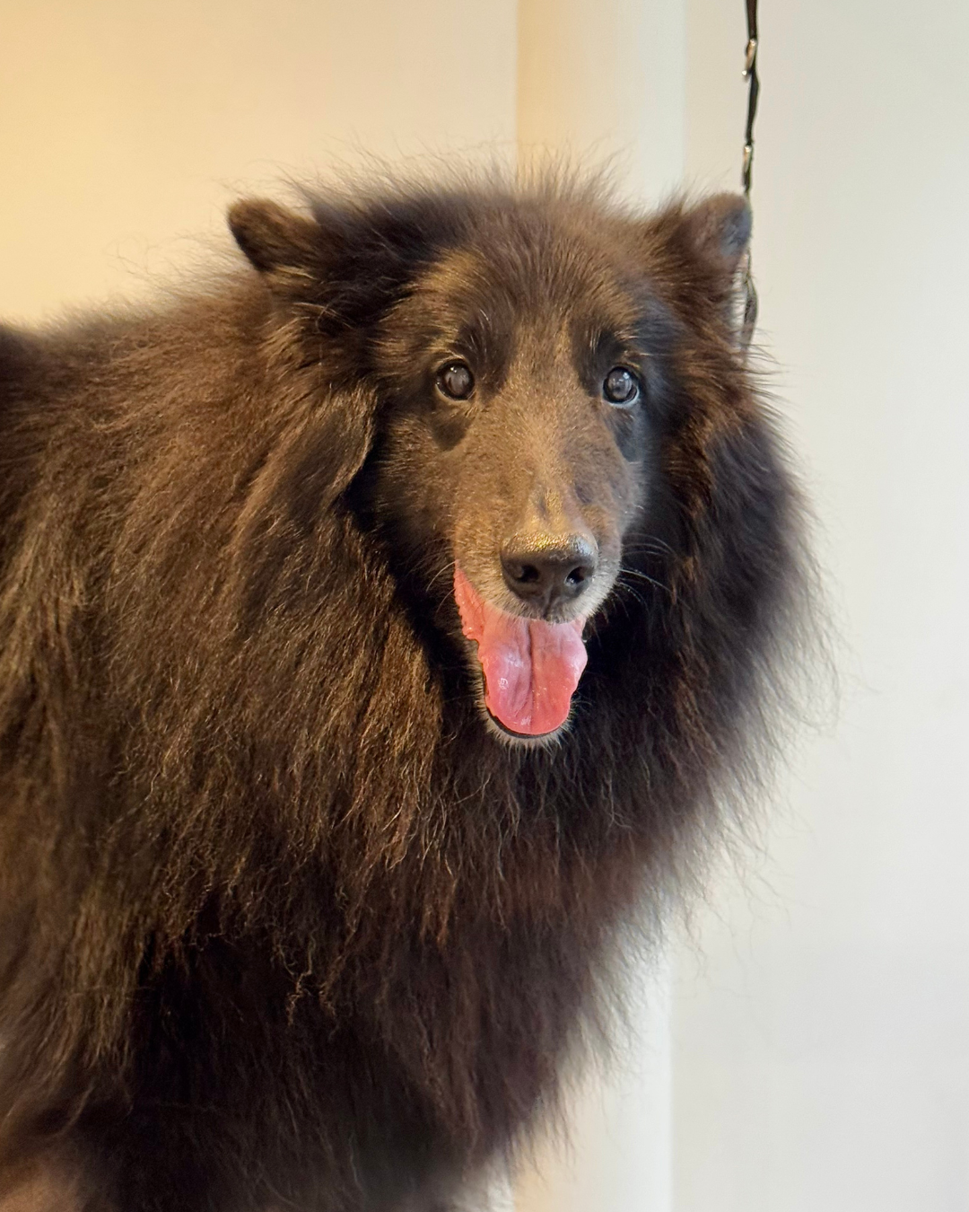 Débourrage d'un grand chien