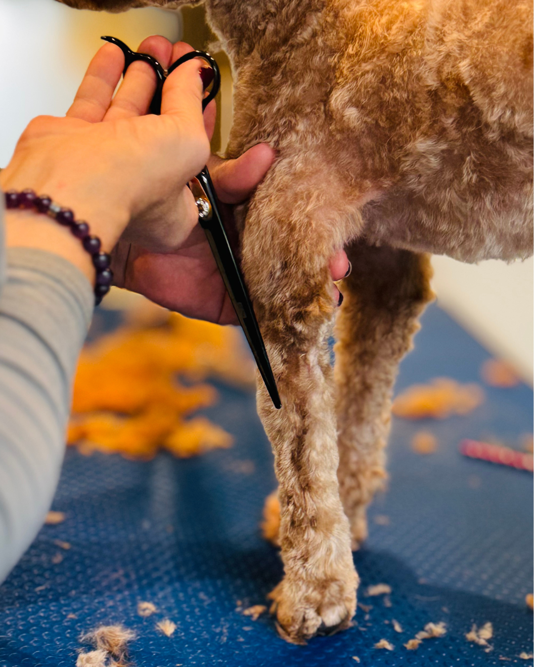 Coupe ciseaux d'un chien 