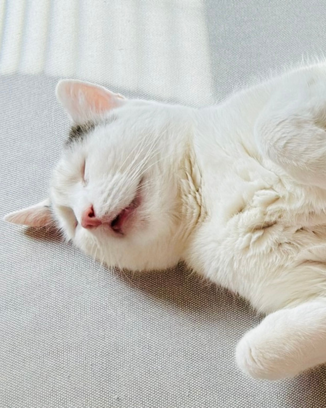 Toilettage d'un chat