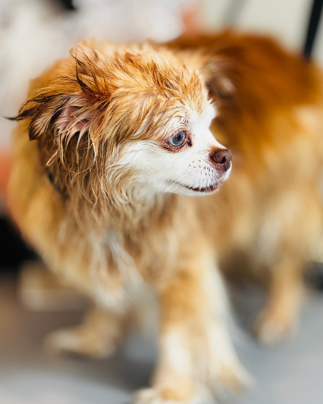 Soin de la peau et des poils d'un chien