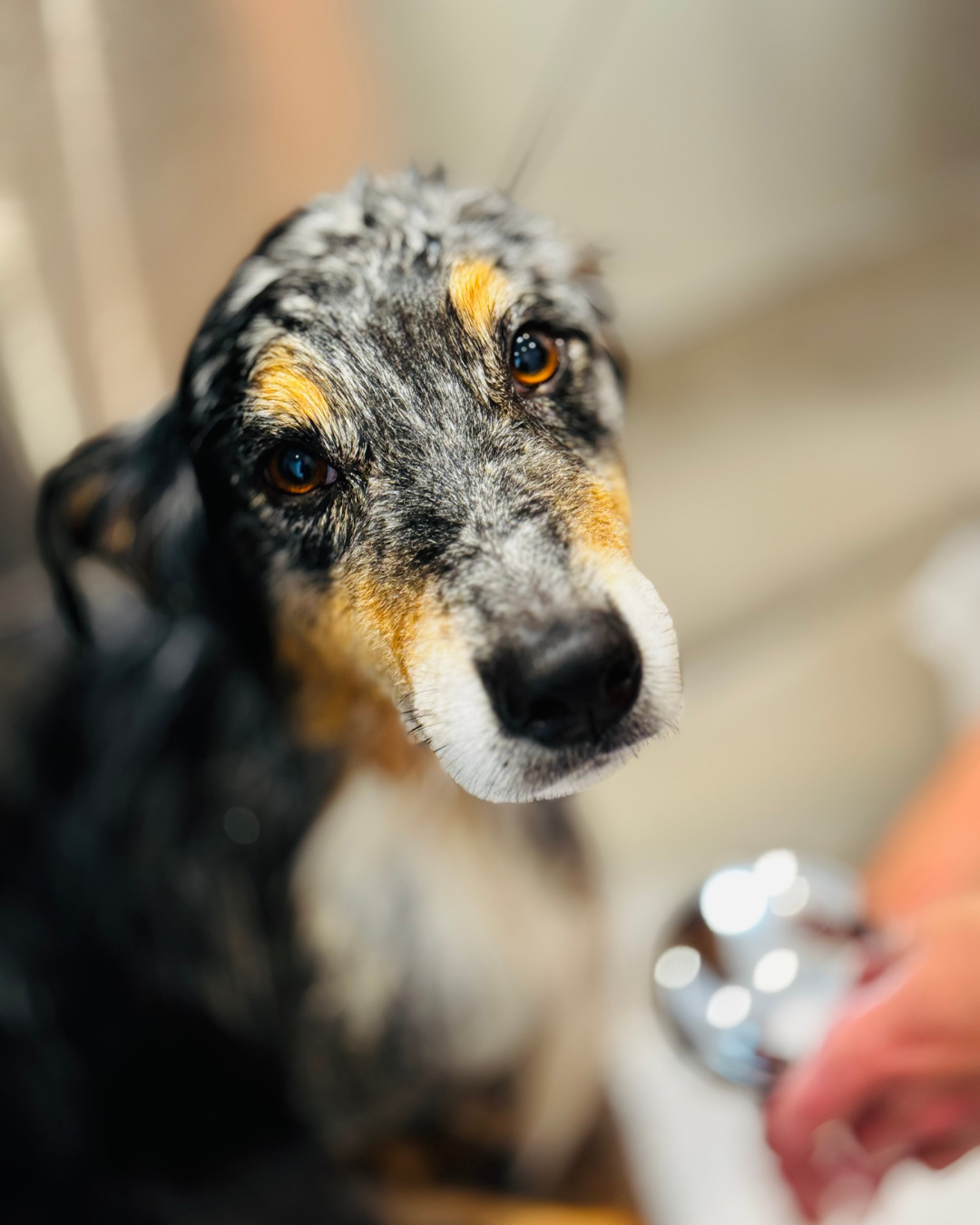 Bain et brushing d'un chien chez Wooffie