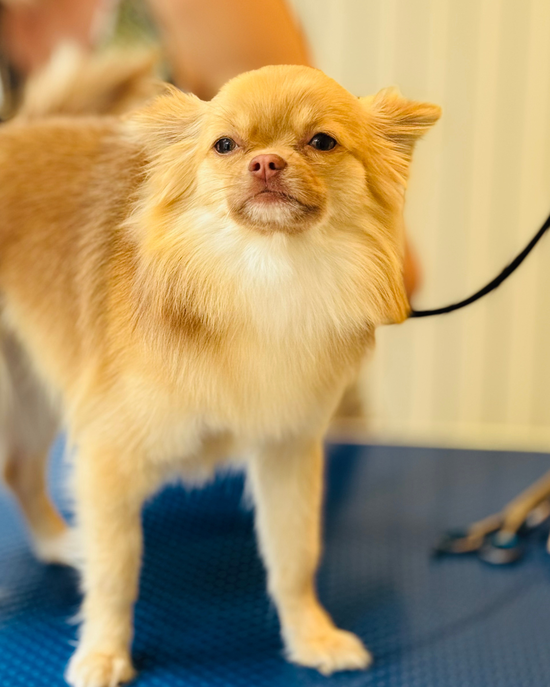 Coupe ciseaux au studio de toilettage Wooffie