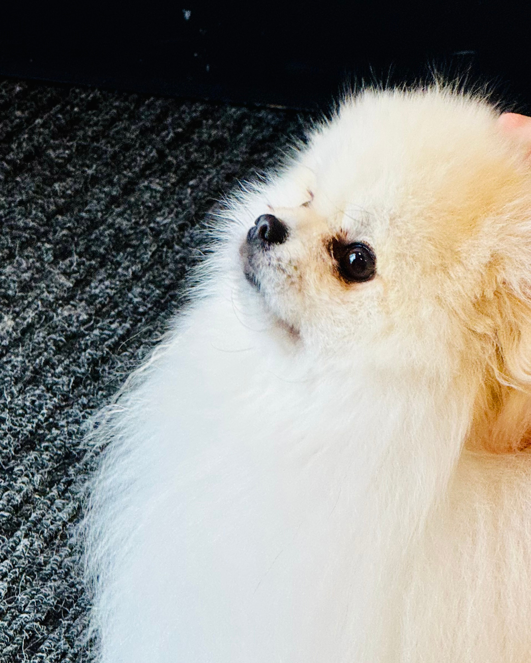 Loulou de Pommeranie dans notre studio de toilettage