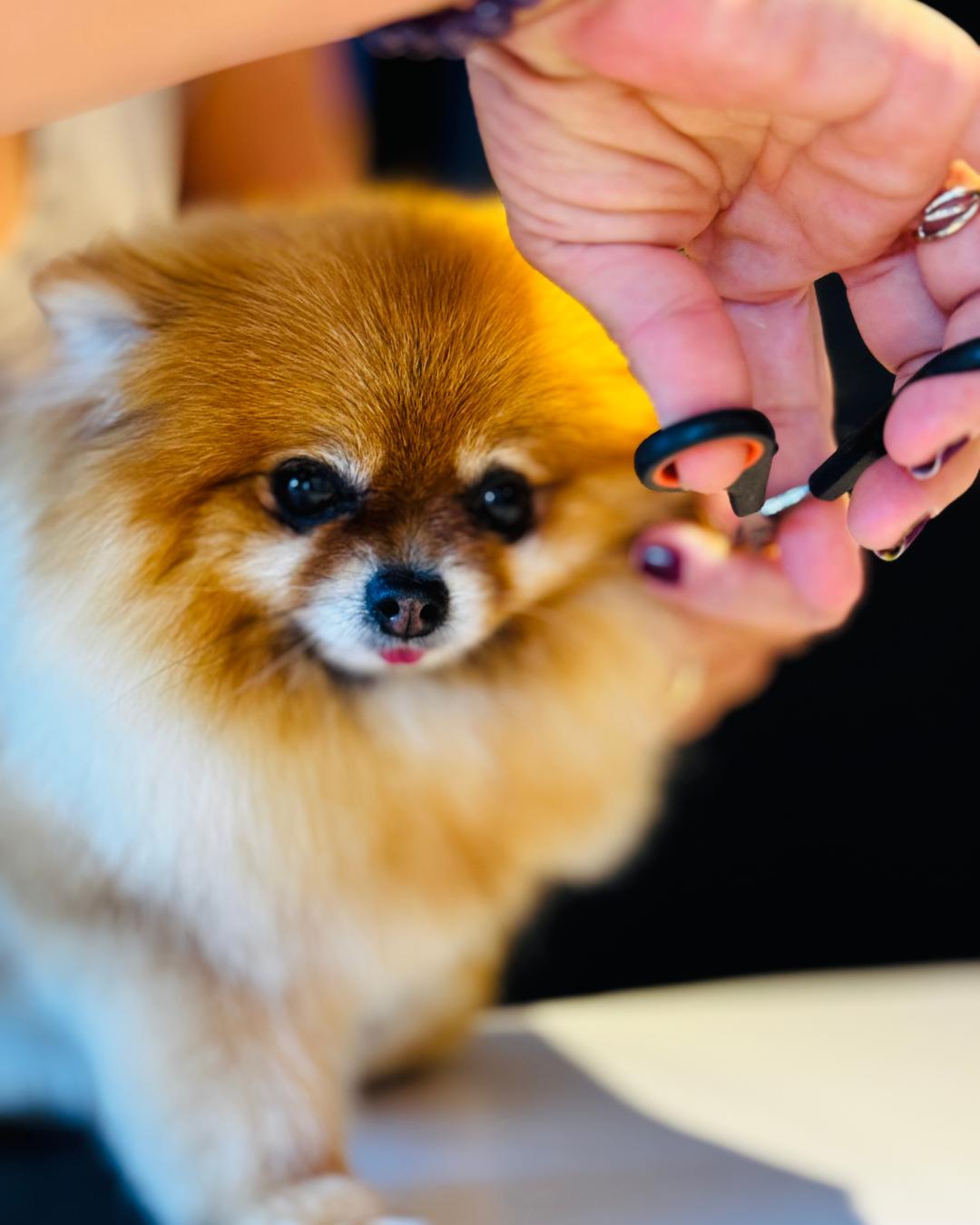 Coupe des griffes d'un chien